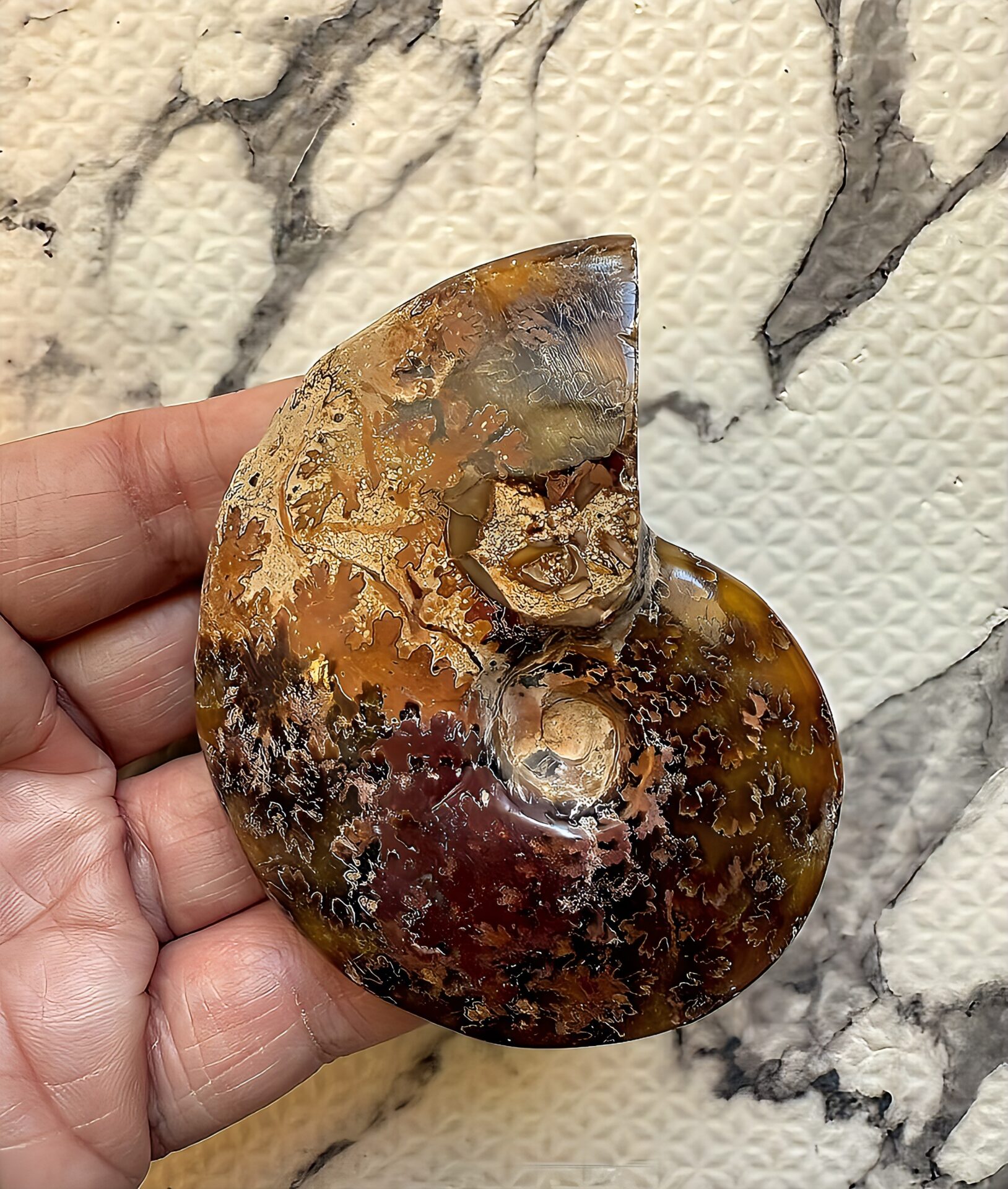 マダガスカル産直輸入 鮮明な縫合線の浮き出るアンモナイト化石 クリオニセラス 中サイズ - 画像 (7)
