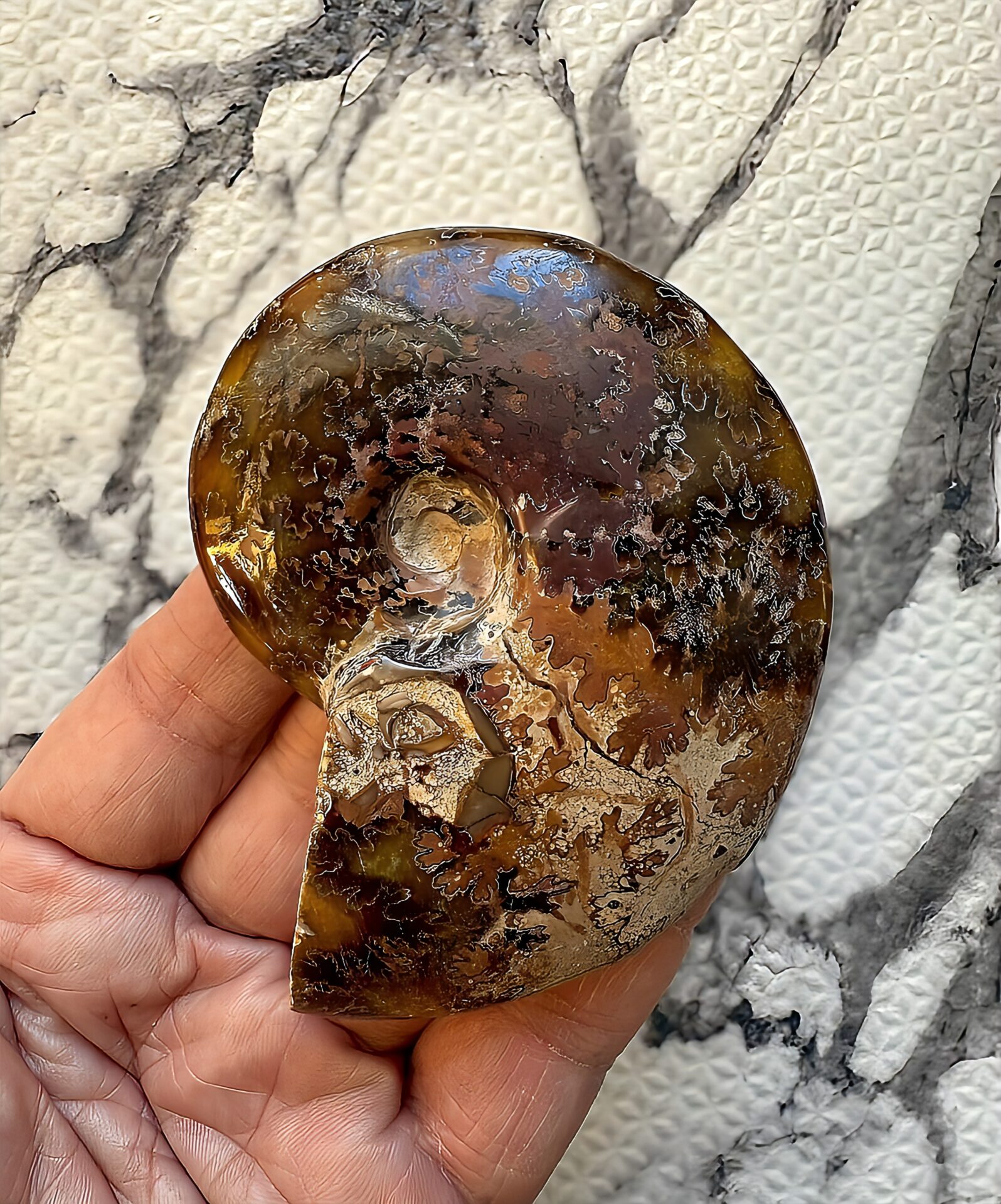 マダガスカル産直輸入 鮮明な縫合線の浮き出るアンモナイト化石 クリオニセラス 中サイズ - 画像 (9)