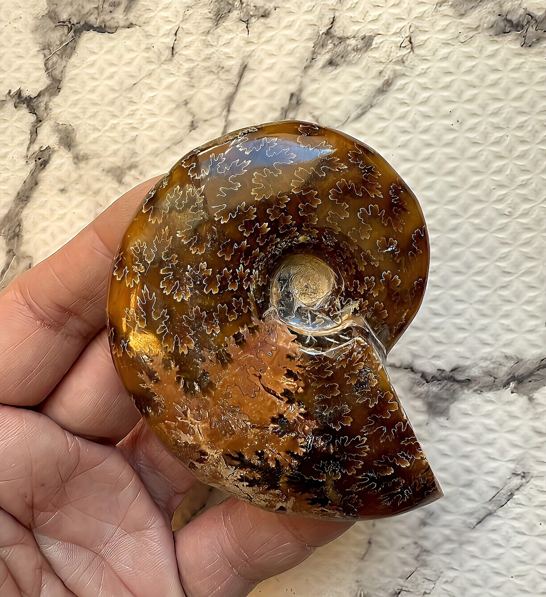 マダガスカル産直輸入 鮮明な縫合線の浮き出るアンモナイト化石 クリオニセラス 中サイズ - 画像 (8)