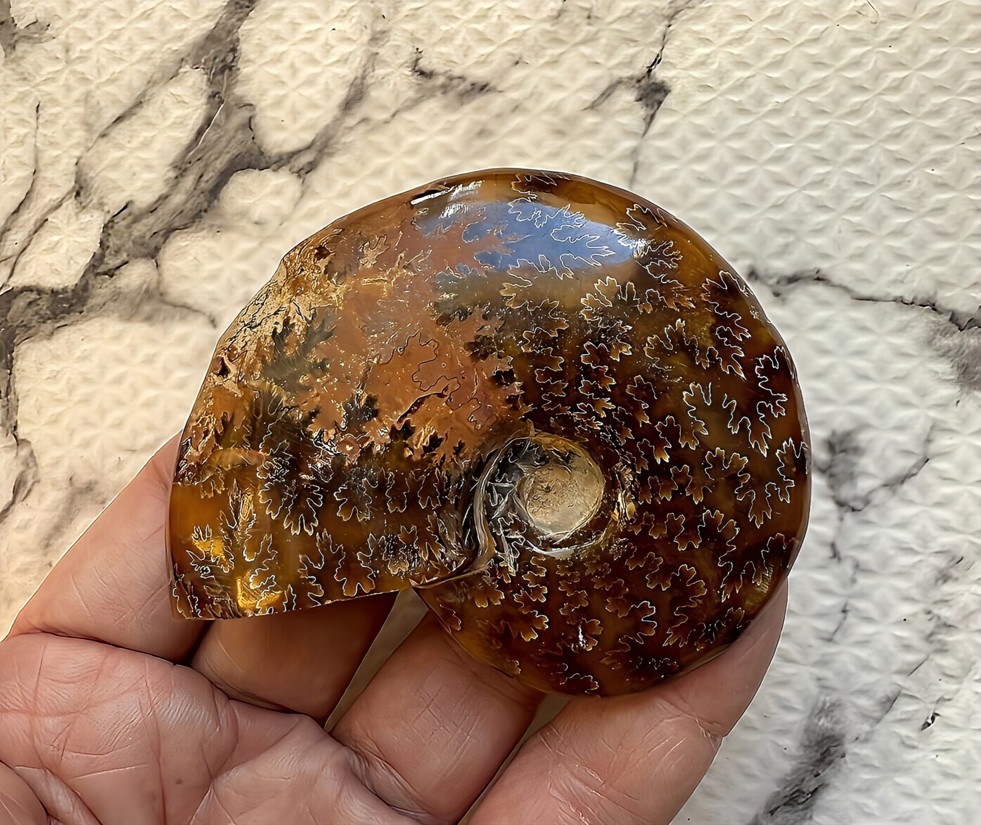 マダガスカル産直輸入 鮮明な縫合線の浮き出るアンモナイト化石 クリオニセラス 中サイズ - 画像 (10)