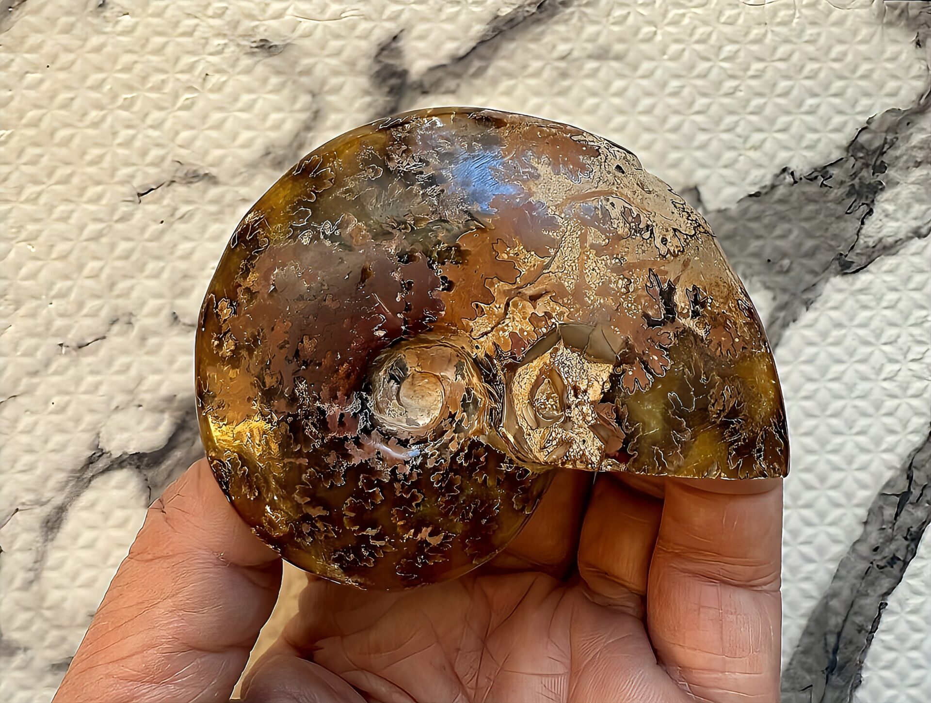 マダガスカル産直輸入 鮮明な縫合線の浮き出るアンモナイト化石 クリオニセラス 中サイズ - 画像 (11)