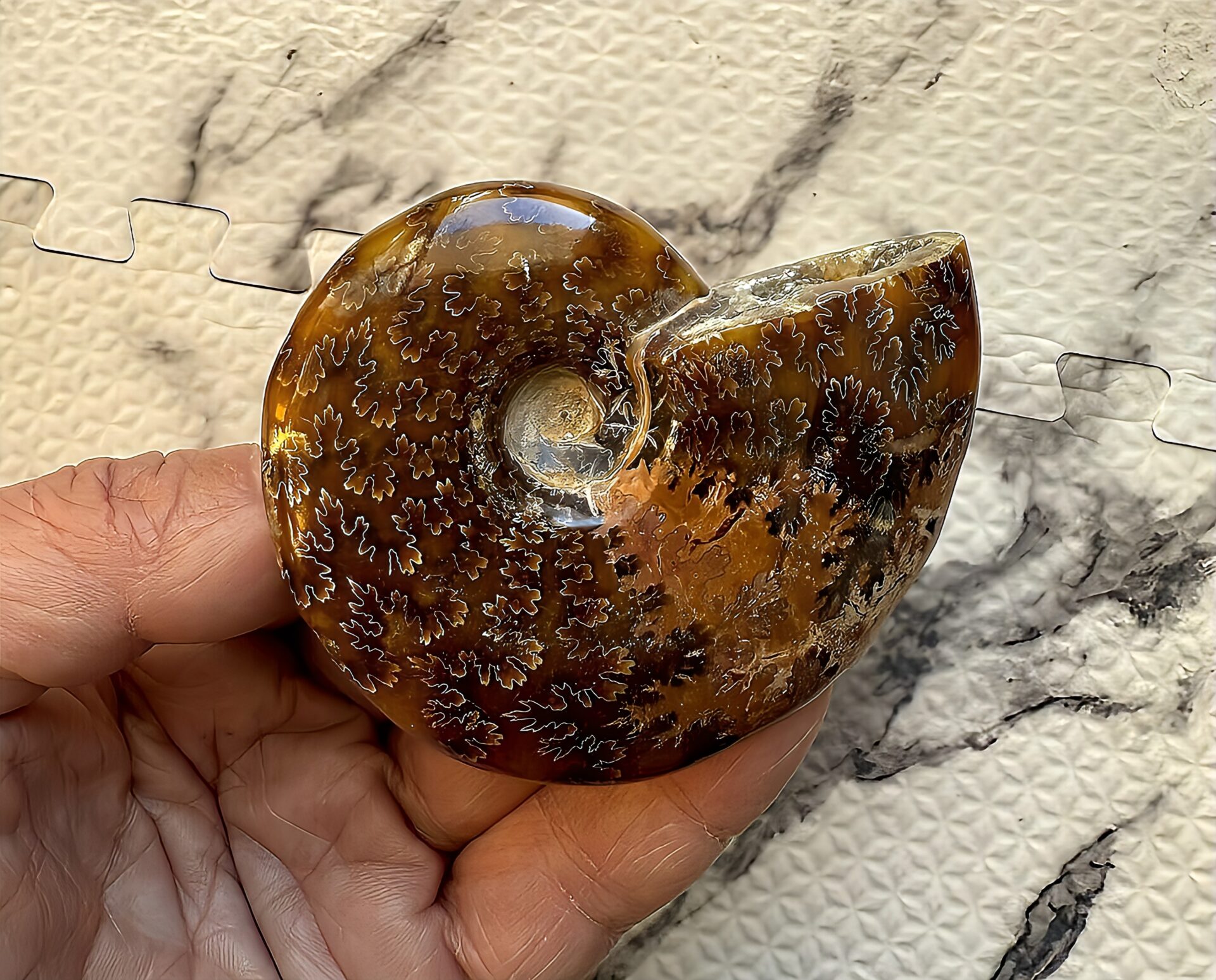 マダガスカル産直輸入　鮮明な縫合線の浮き出るアンモナイト化石　 クリオニセラス　中サイズ