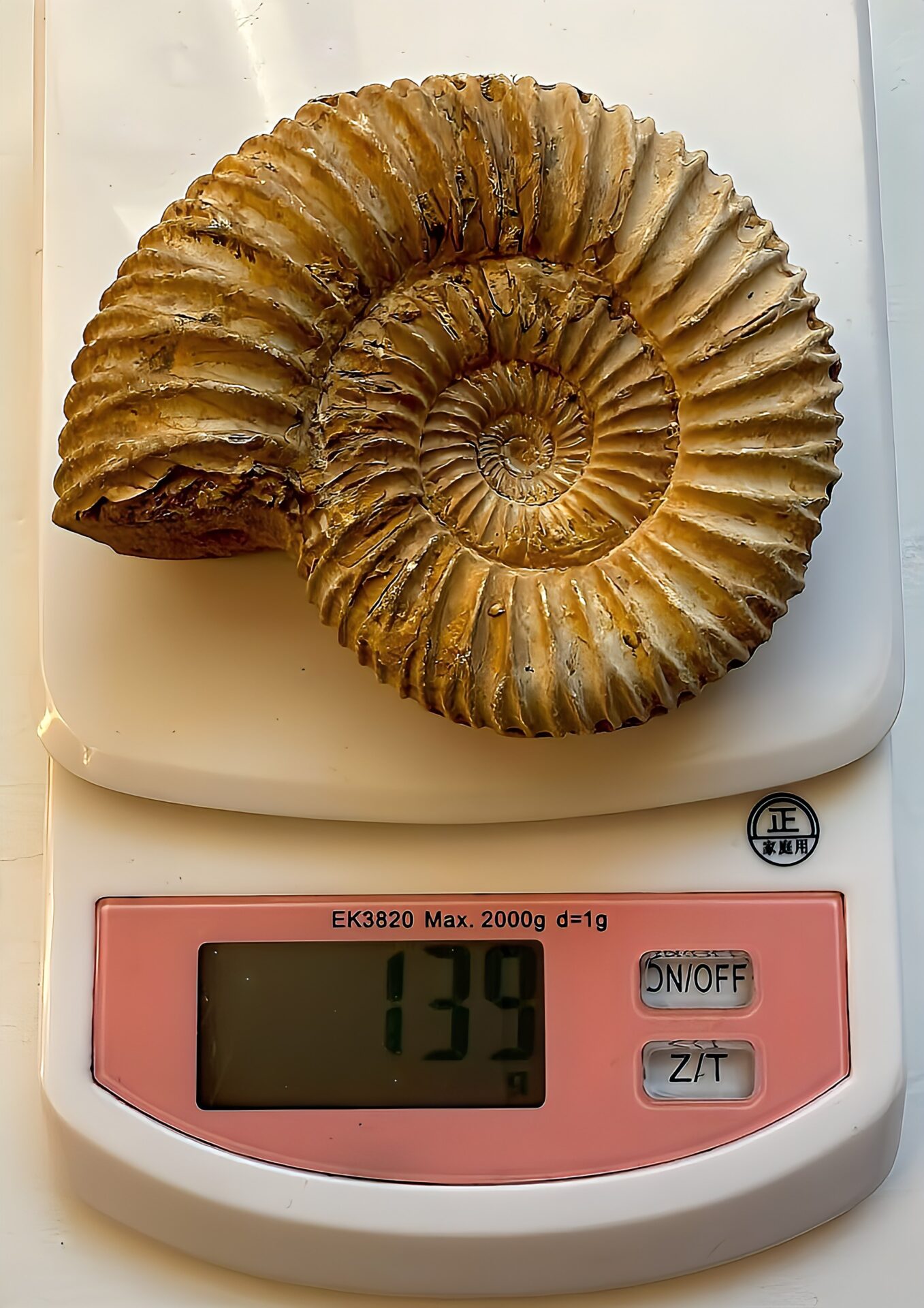 マダガスカル産 褐色アンモナイト-白ペリスフィンクテス 未研磨中個体 - 画像 (9)