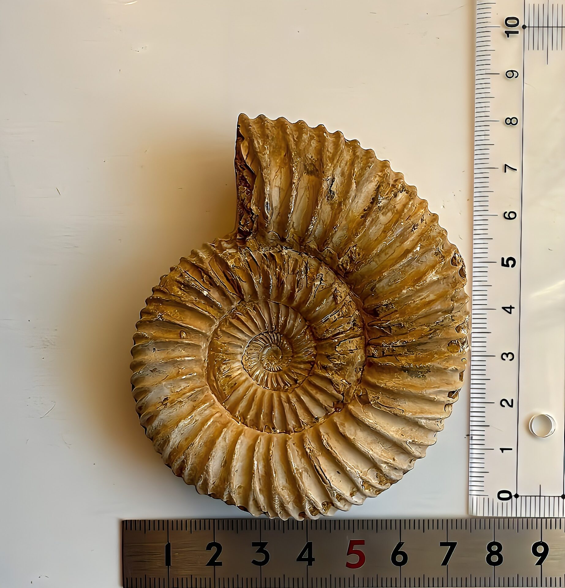 マダガスカル産 褐色アンモナイト-白ペリスフィンクテス 未研磨中個体 - 画像 (10)