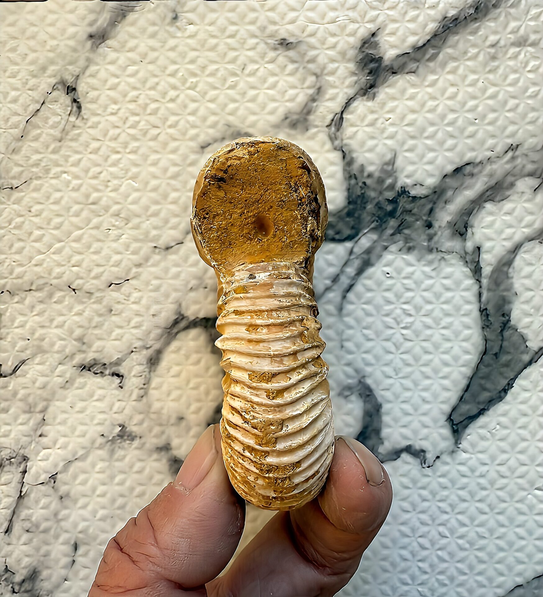 マダガスカル産 褐色アンモナイト-白ペリスフィンクテス 未研磨中個体 - 画像 (12)