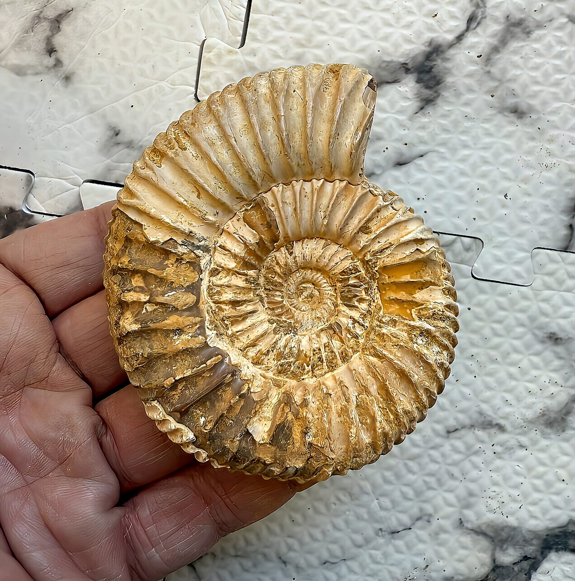 マダガスカル産 褐色アンモナイト-白ペリスフィンクテス 未研磨中個体 - 画像 (11)