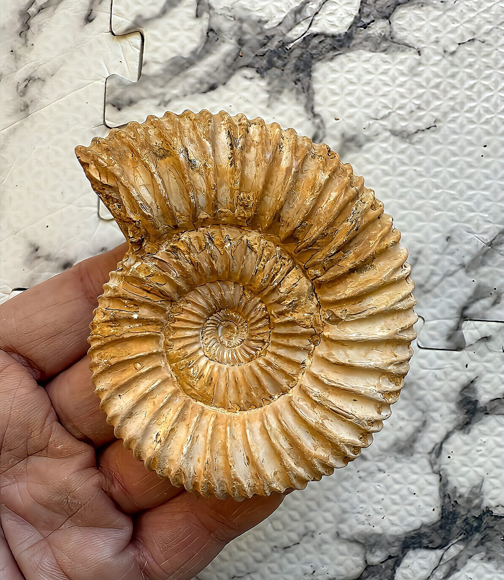 マダガスカル産 褐色アンモナイト-白ペリスフィンクテス 未研磨中個体