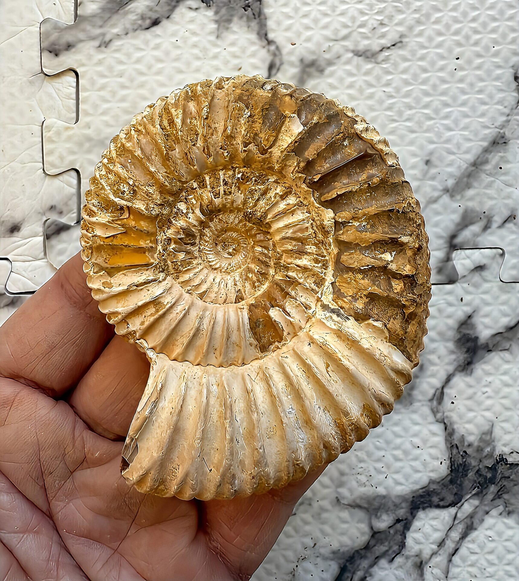 マダガスカル産 褐色アンモナイト-白ペリスフィンクテス 未研磨中個体 - 画像 (3)