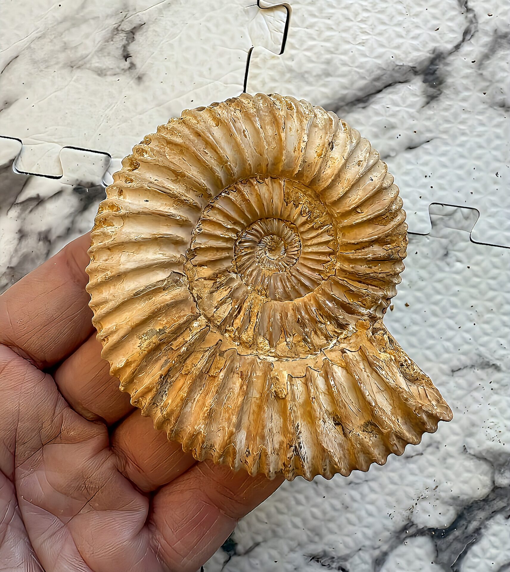 マダガスカル産 褐色アンモナイト-白ペリスフィンクテス 未研磨中個体 - 画像 (4)