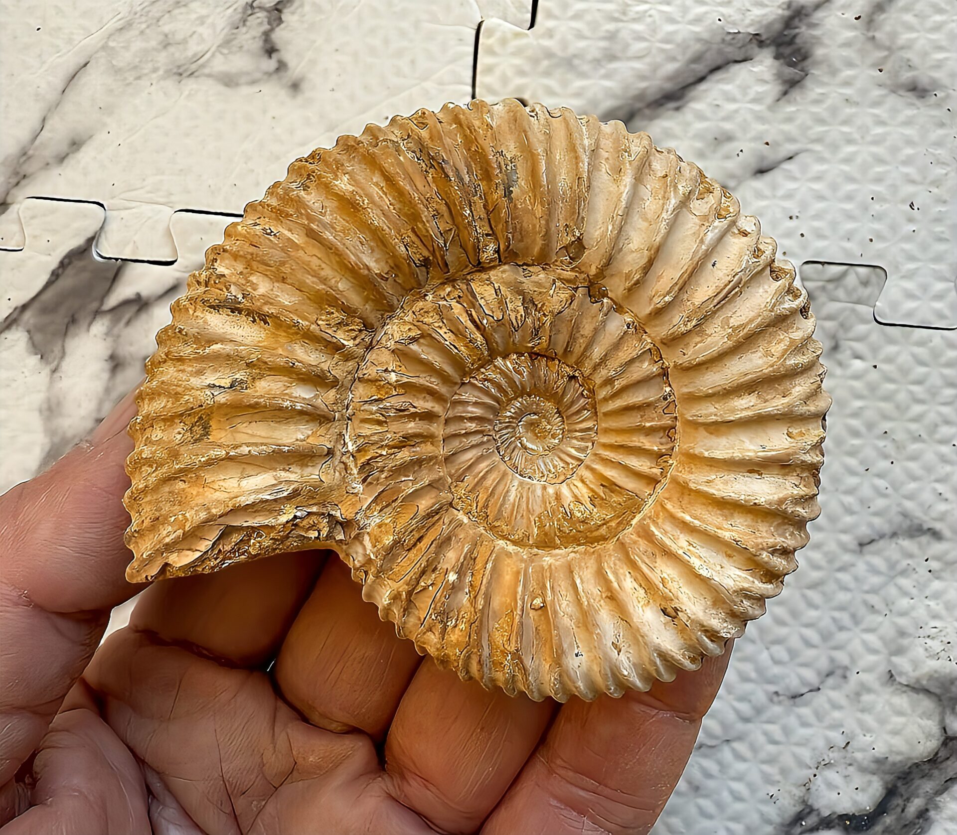 マダガスカル産 褐色アンモナイト-白ペリスフィンクテス 未研磨中個体 - 画像 (5)