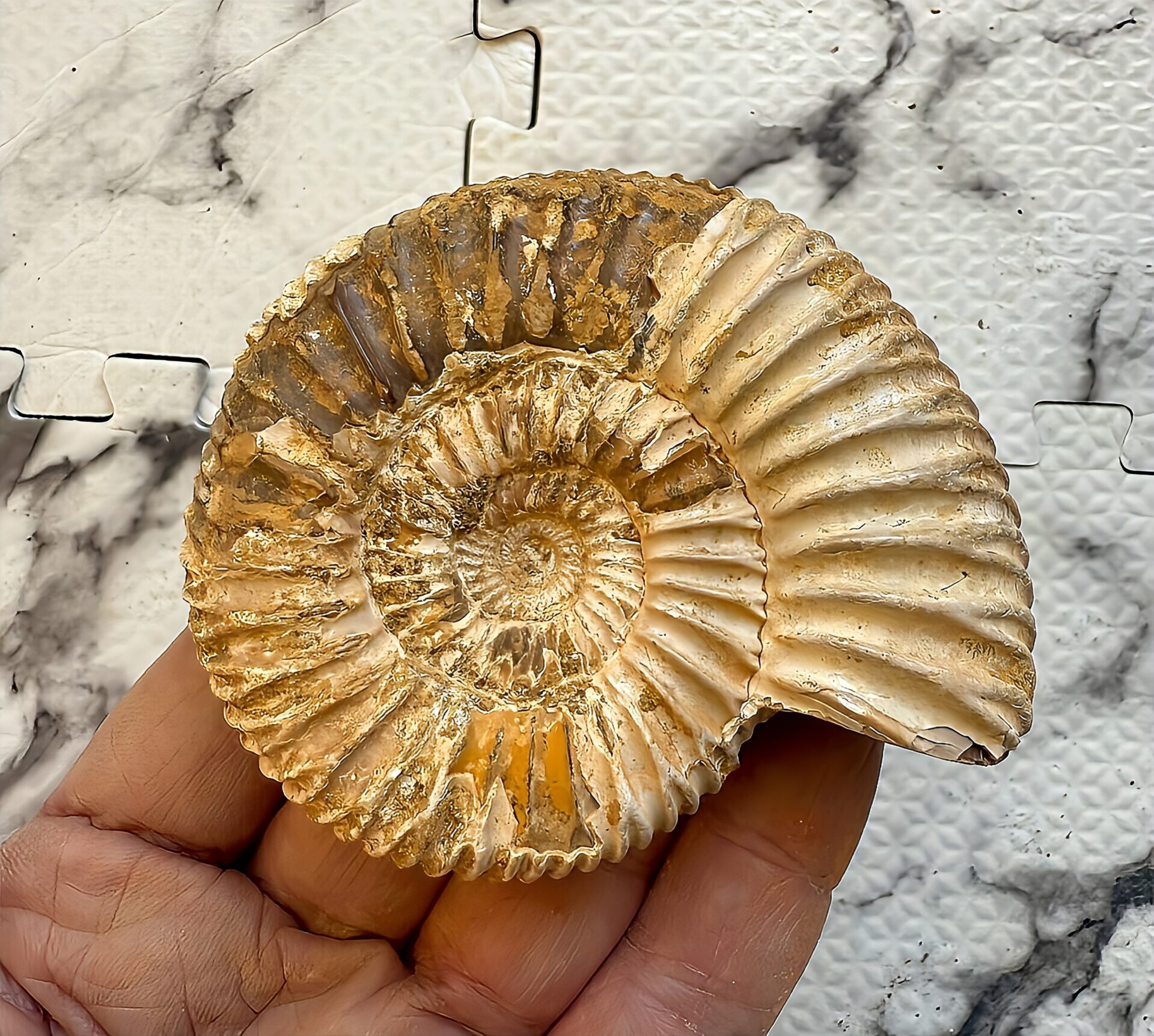 マダガスカル産 褐色アンモナイト-白ペリスフィンクテス 未研磨中個体 - 画像 (6)