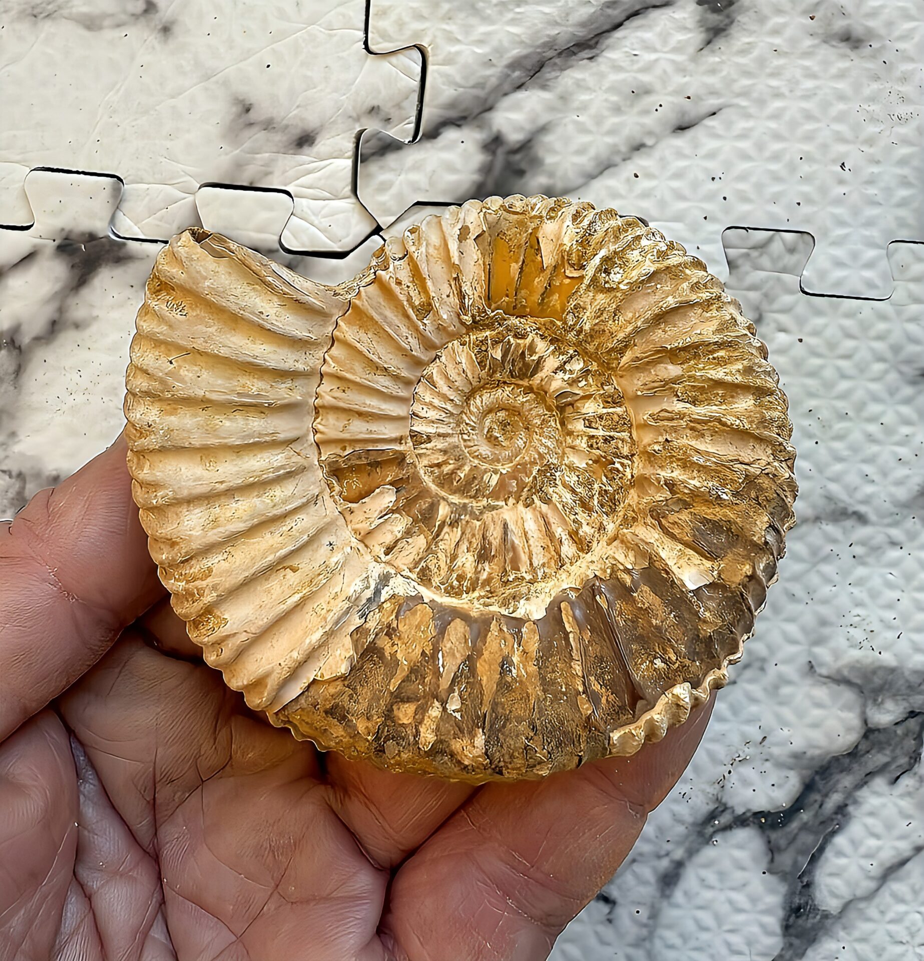 マダガスカル産 褐色アンモナイト-白ペリスフィンクテス 未研磨中個体 - 画像 (7)