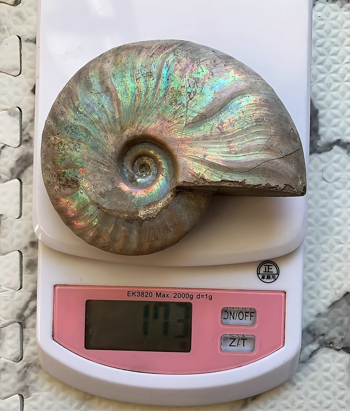 マダガスカル産 遊色虹色アンモナイト-青(クレオニセラス)青緑 - 画像 (10)