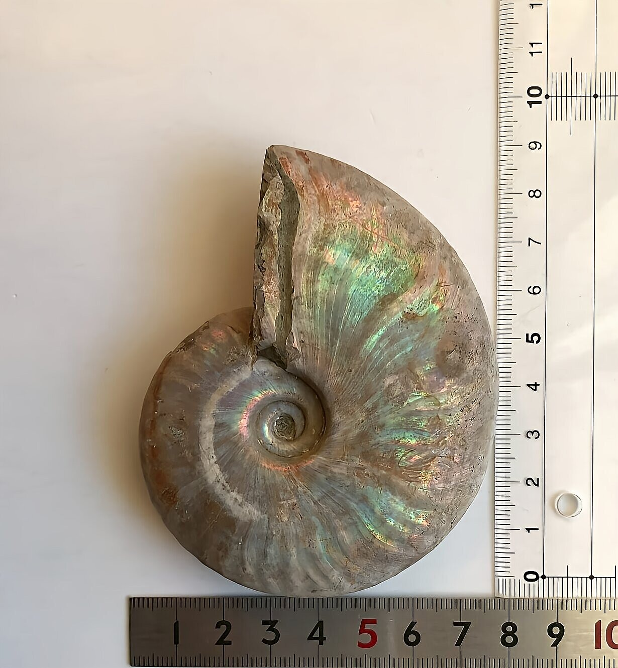 マダガスカル産 遊色虹色アンモナイト-青(クレオニセラス)青緑 - 画像 (11)