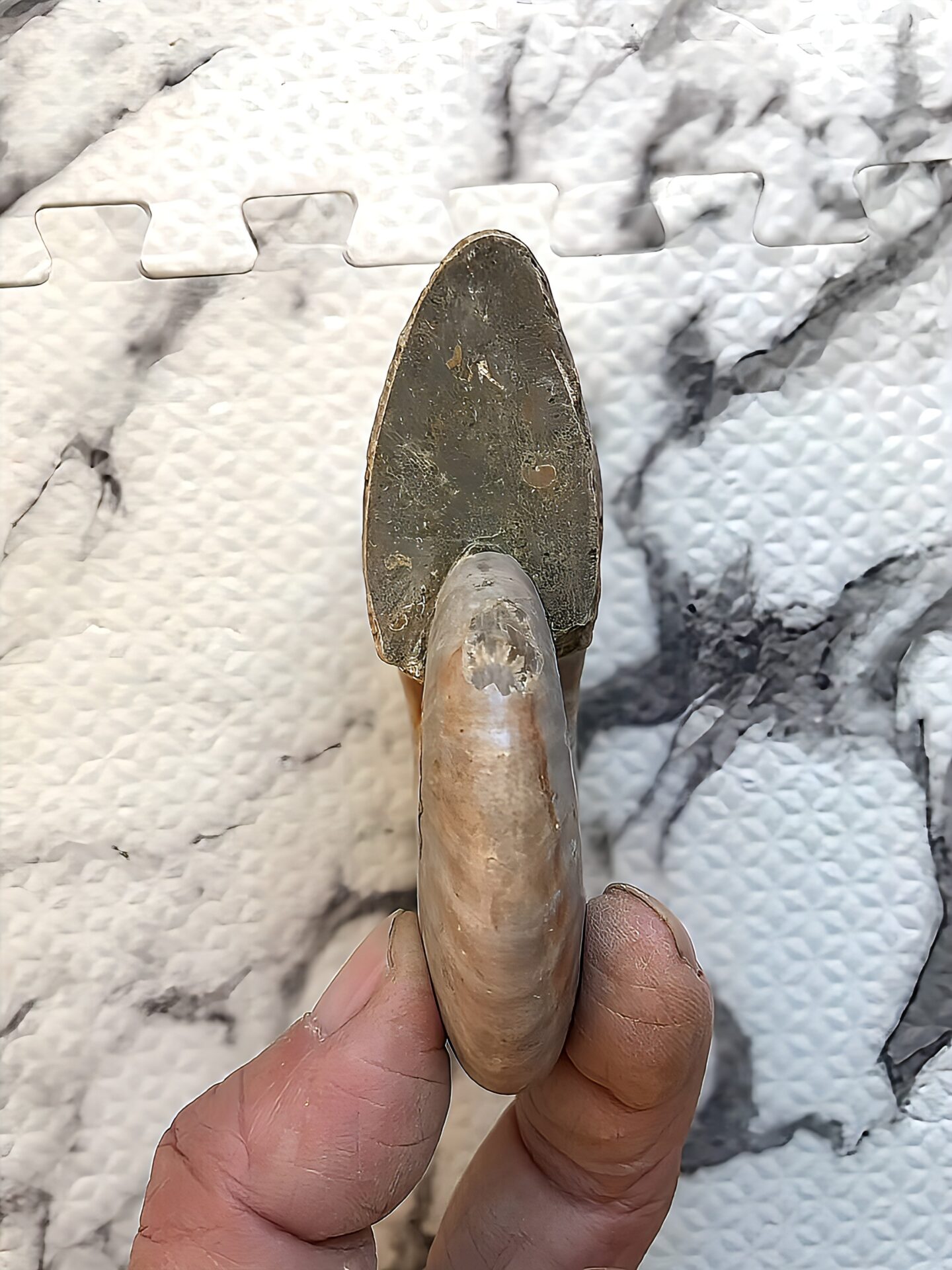 マダガスカル産 遊色虹色アンモナイト-青(クレオニセラス)青緑 - 画像 (12)