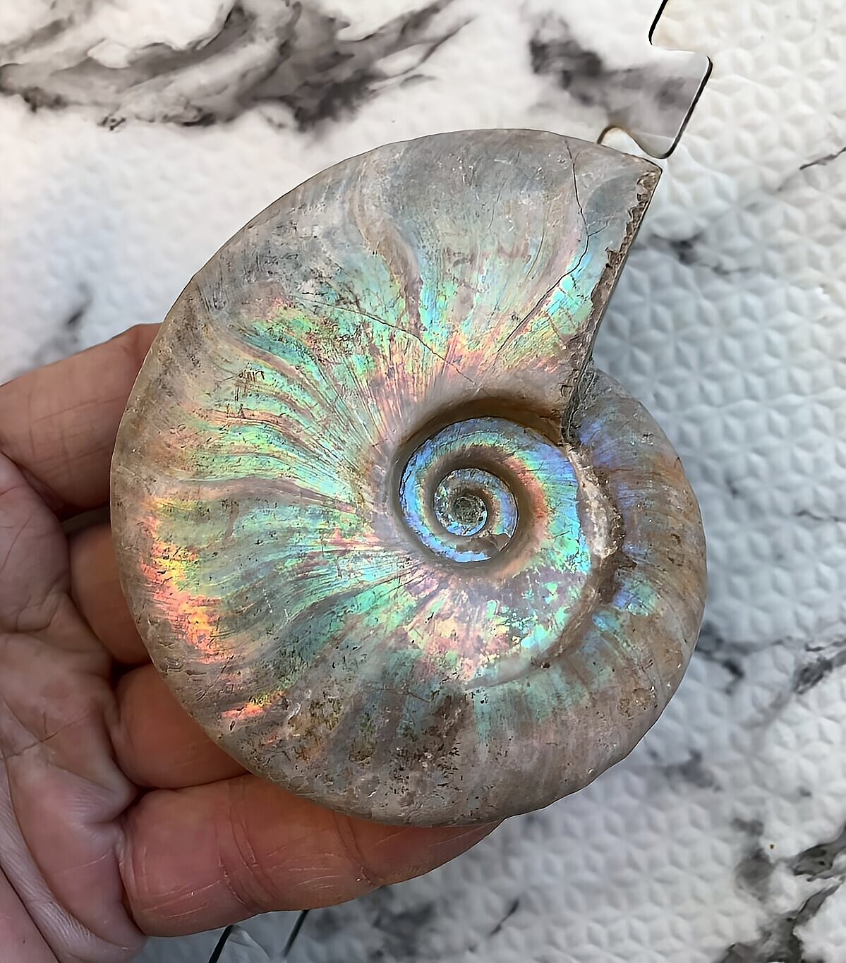 マダガスカル産 遊色虹色アンモナイト-青(クレオニセラス)青緑 - 画像 (2)