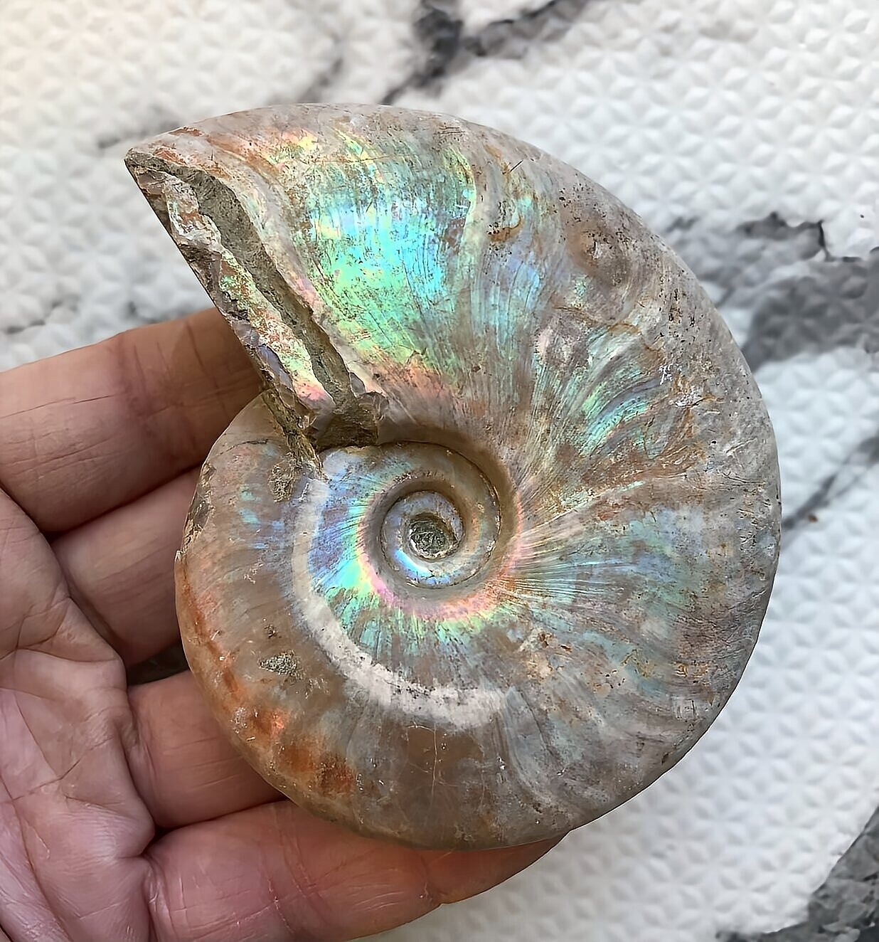 マダガスカル産 遊色虹色アンモナイト-青(クレオニセラス)青緑 - 画像 (3)