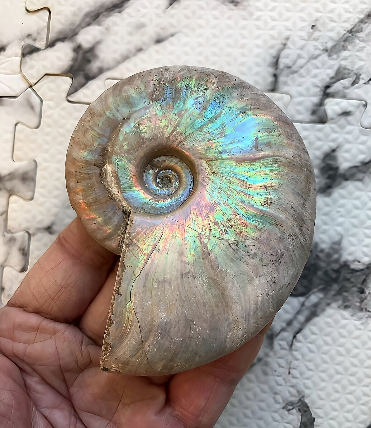 マダガスカル産 遊色虹色アンモナイト-青(クレオニセラス)青緑 - 画像 (4)