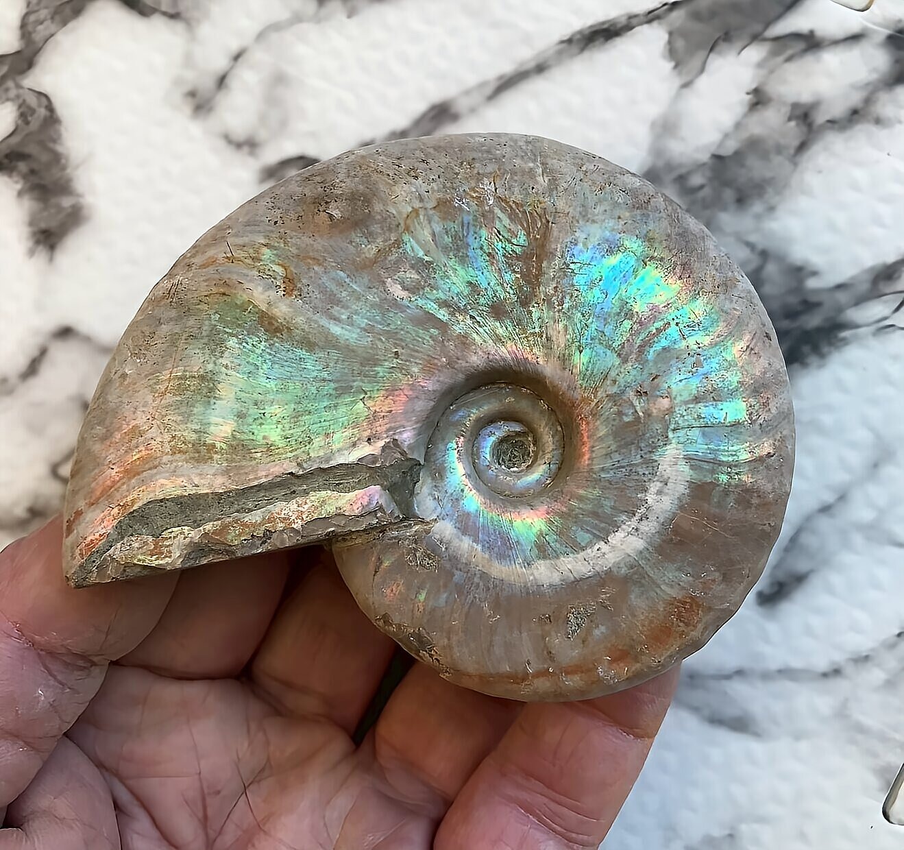 マダガスカル産 遊色虹色アンモナイト-青(クレオニセラス)青緑 - 画像 (6)