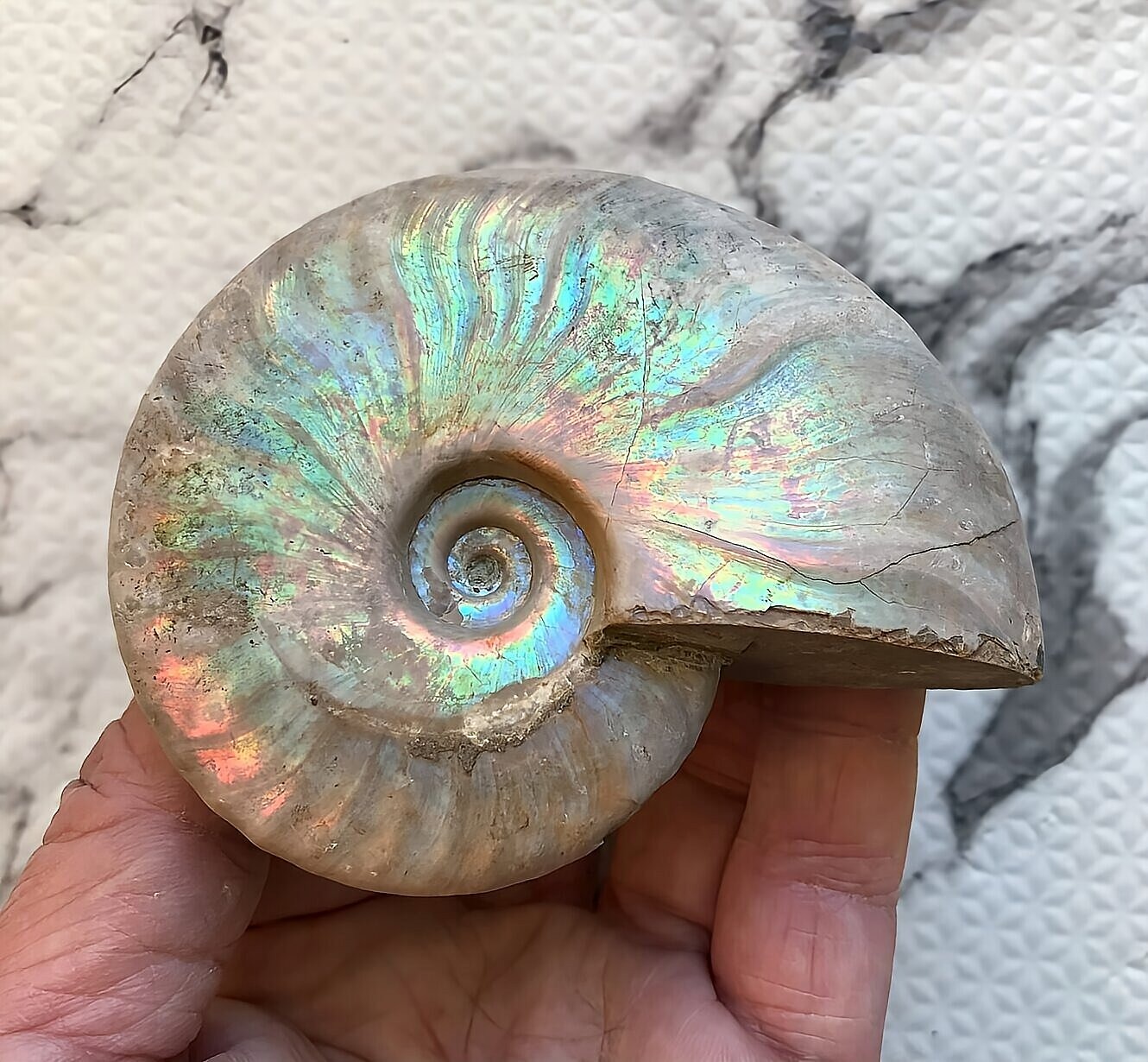 マダガスカル産 遊色虹色アンモナイト-青(クレオニセラス)青緑 - 画像 (7)