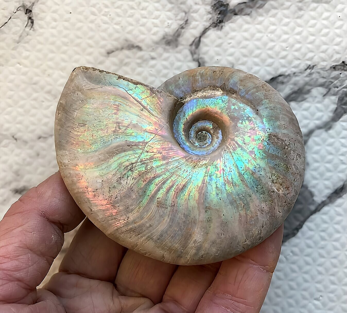 マダガスカル産 遊色虹色アンモナイト-青（クレオニセラス）青緑　