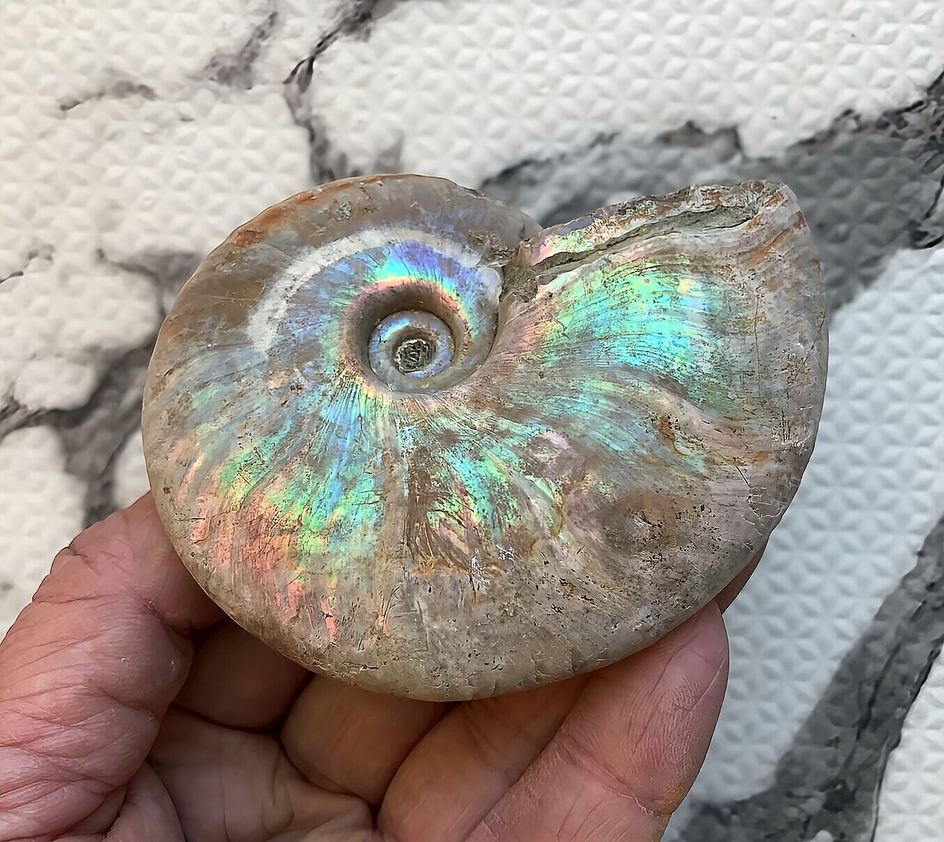 マダガスカル産 遊色虹色アンモナイト-青(クレオニセラス)青緑 - 画像 (9)