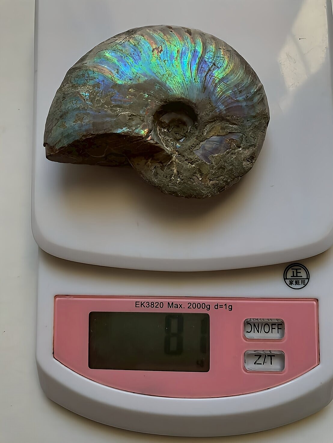 マダガスカル産 遊色虹色アンモナイト-青(クレオニセラス)青緑 - 画像 (12)