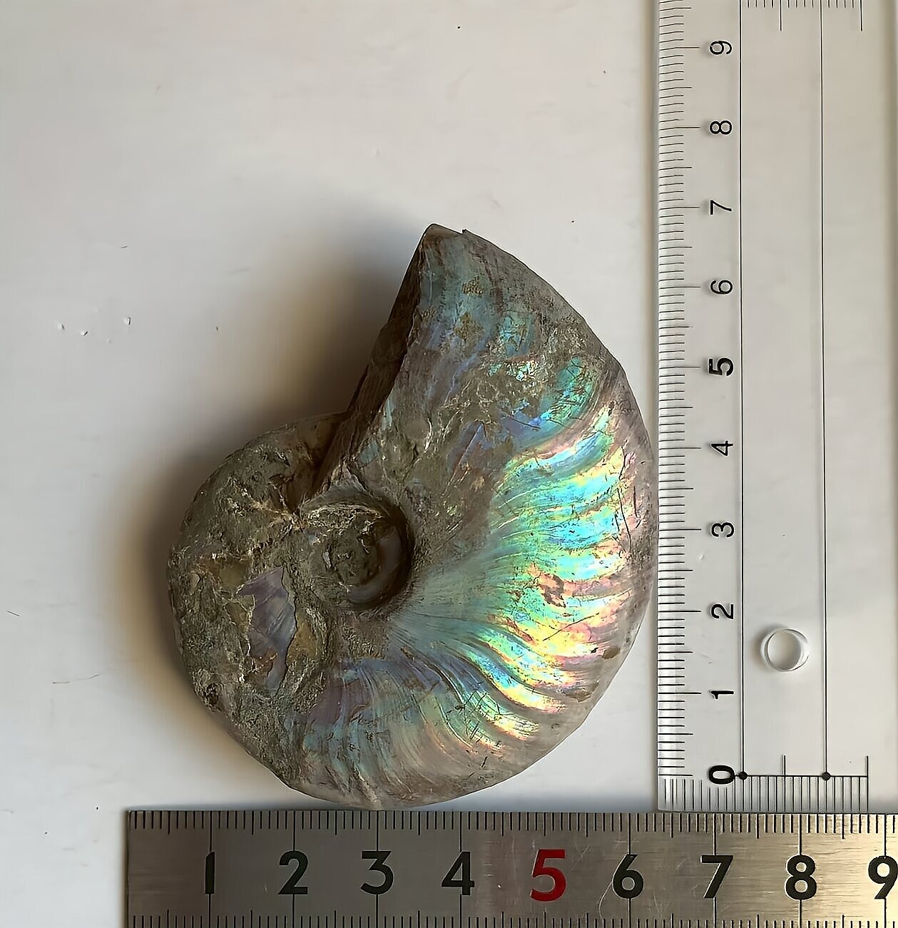 マダガスカル産 遊色虹色アンモナイト-青(クレオニセラス)青緑 - 画像 (13)