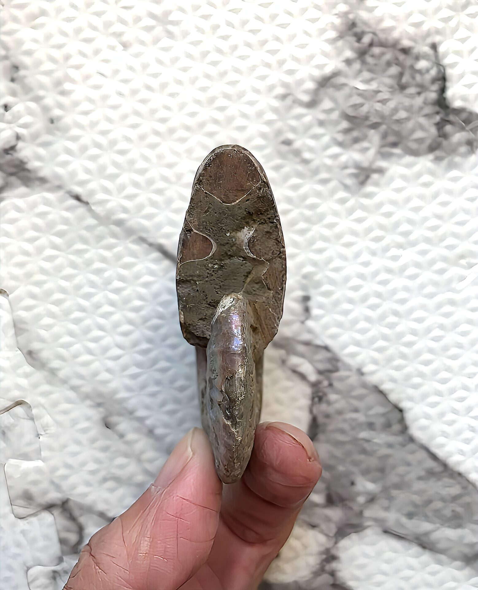 マダガスカル産 遊色虹色アンモナイト-青(クレオニセラス)青緑 - 画像 (14)