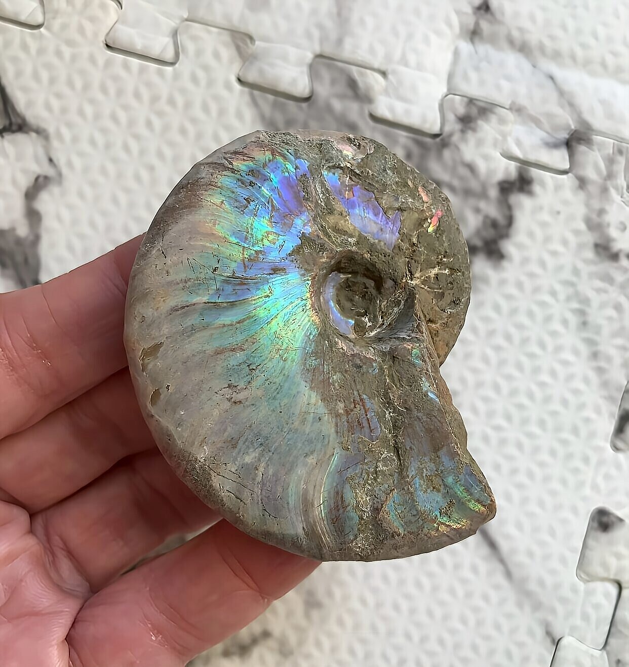 マダガスカル産 遊色虹色アンモナイト-青(クレオニセラス)青緑 - 画像 (3)