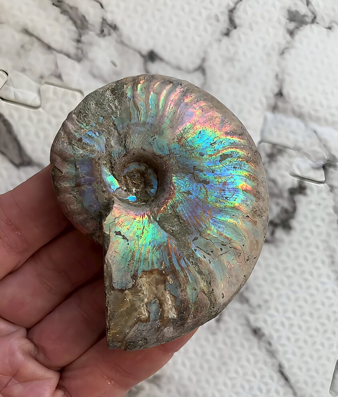 マダガスカル産 遊色虹色アンモナイト-青(クレオニセラス)青緑 - 画像 (5)