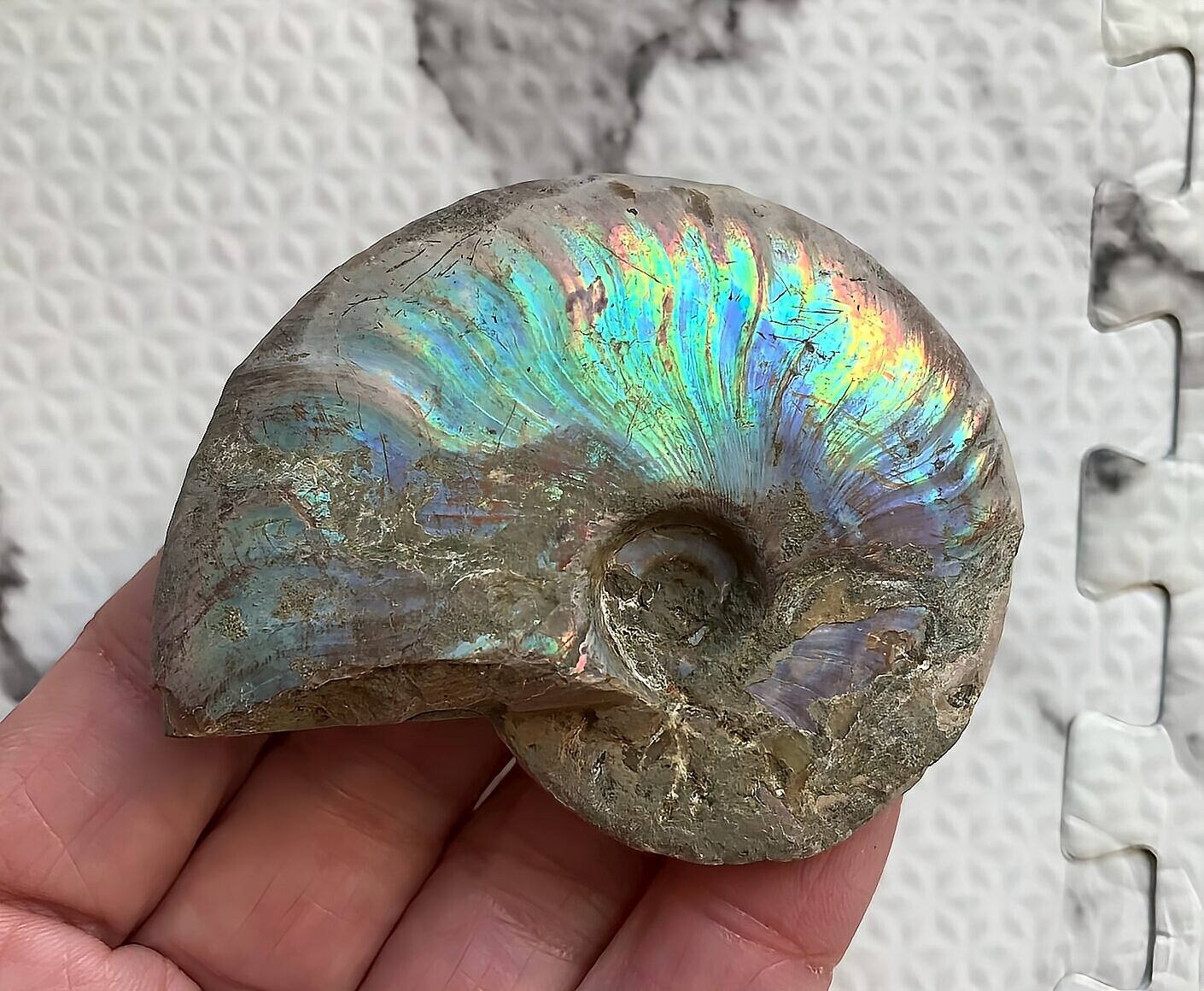 マダガスカル産 遊色虹色アンモナイト-青（クレオニセラス）青緑　