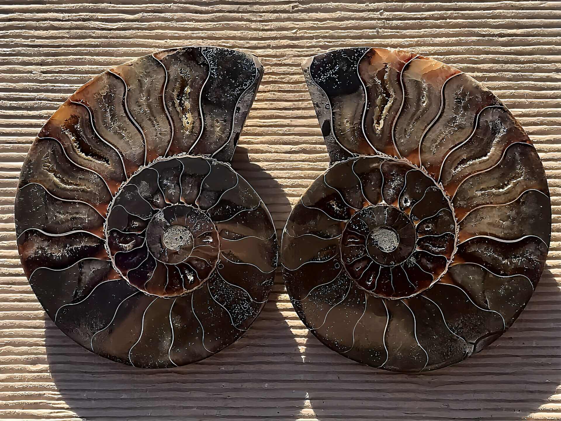 マダガスカル産 アンモナイト化石(クリオニセラス)裁断 スライス 中サイズ個体 カルサイト化