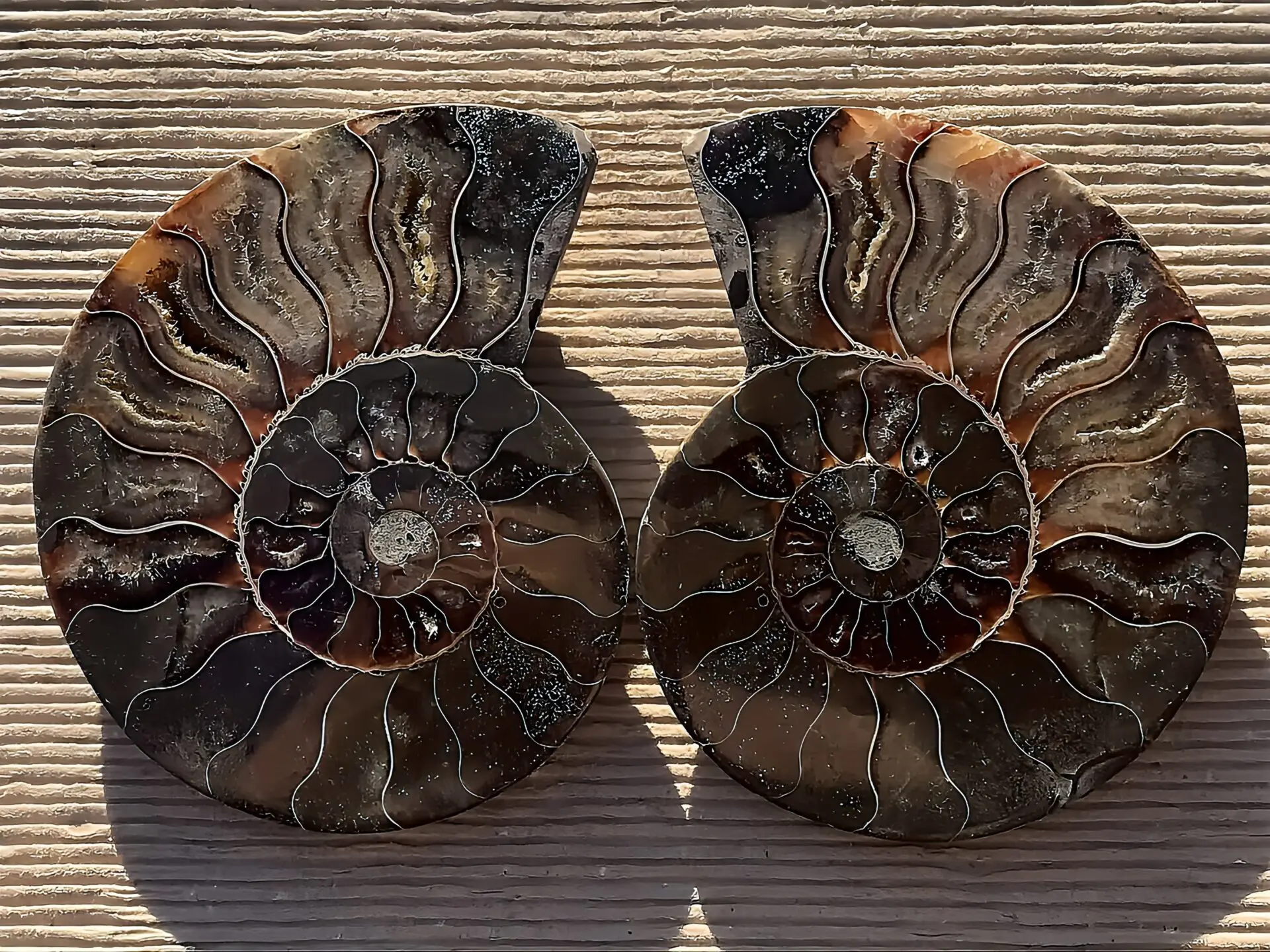 マダガスカル産アンモナイト | 虹色南瓜石（にじいろかぼちゃいし）