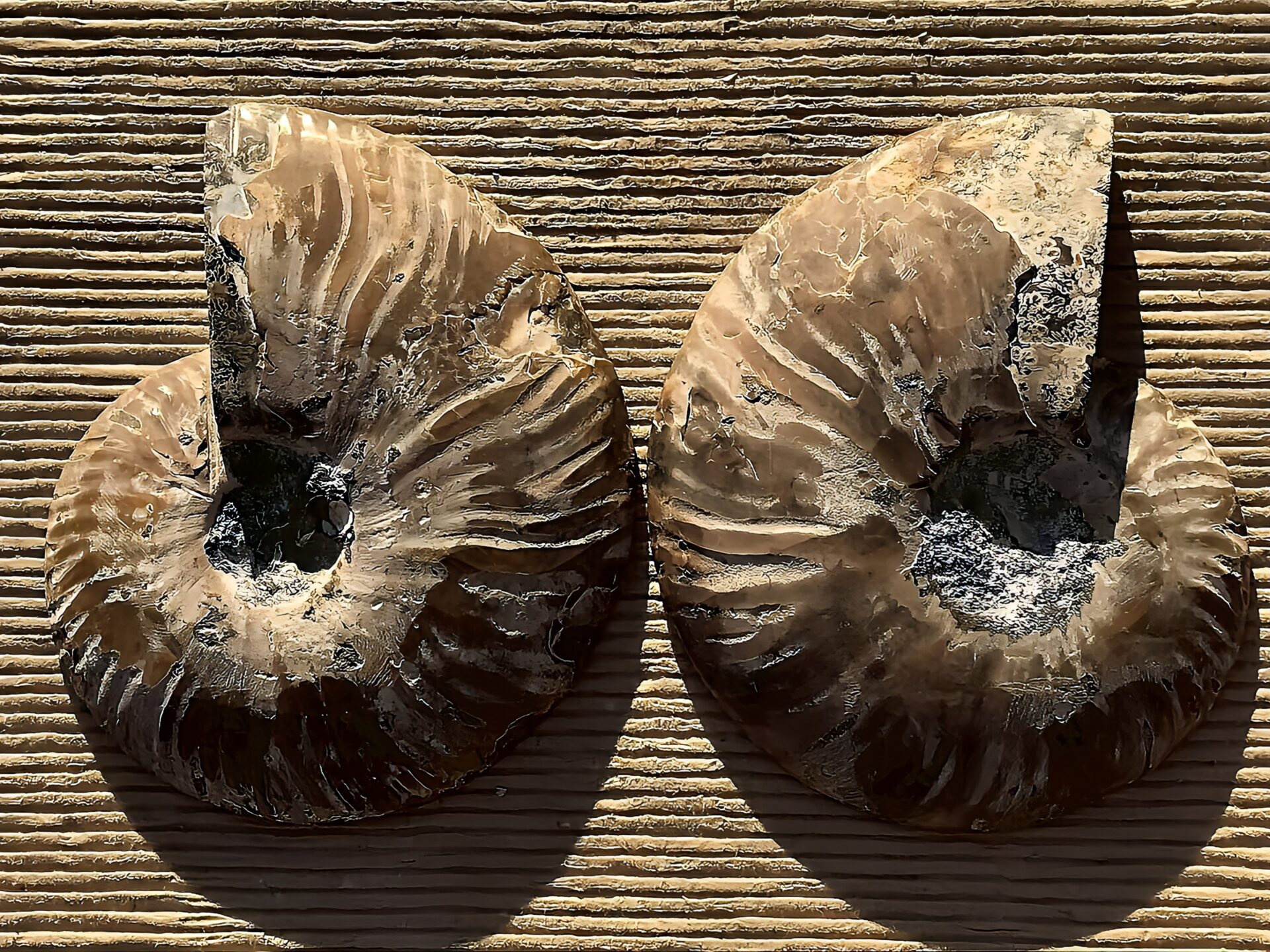 マダガスカル産 アンモナイト化石(クリオニセラス)裁断 スライス 中サイズ個体 カルサイト化 - 画像 (7)