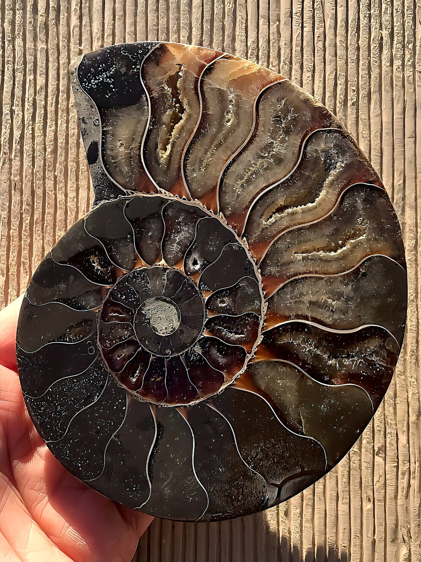 マダガスカル産 アンモナイト化石(クリオニセラス)裁断 スライス 中サイズ個体 カルサイト化 - 画像 (8)