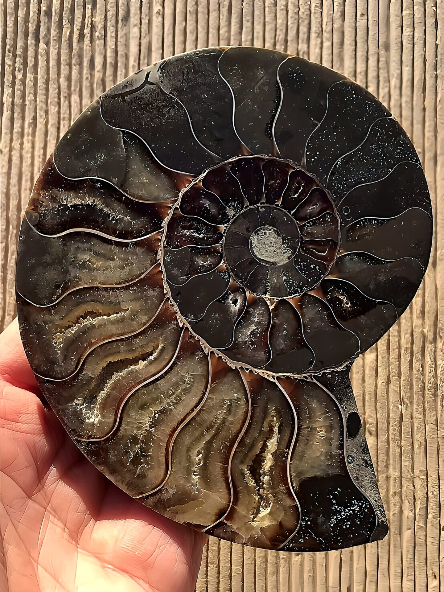 マダガスカル産 アンモナイト化石(クリオニセラス)裁断 スライス 中サイズ個体 カルサイト化 - 画像 (9)