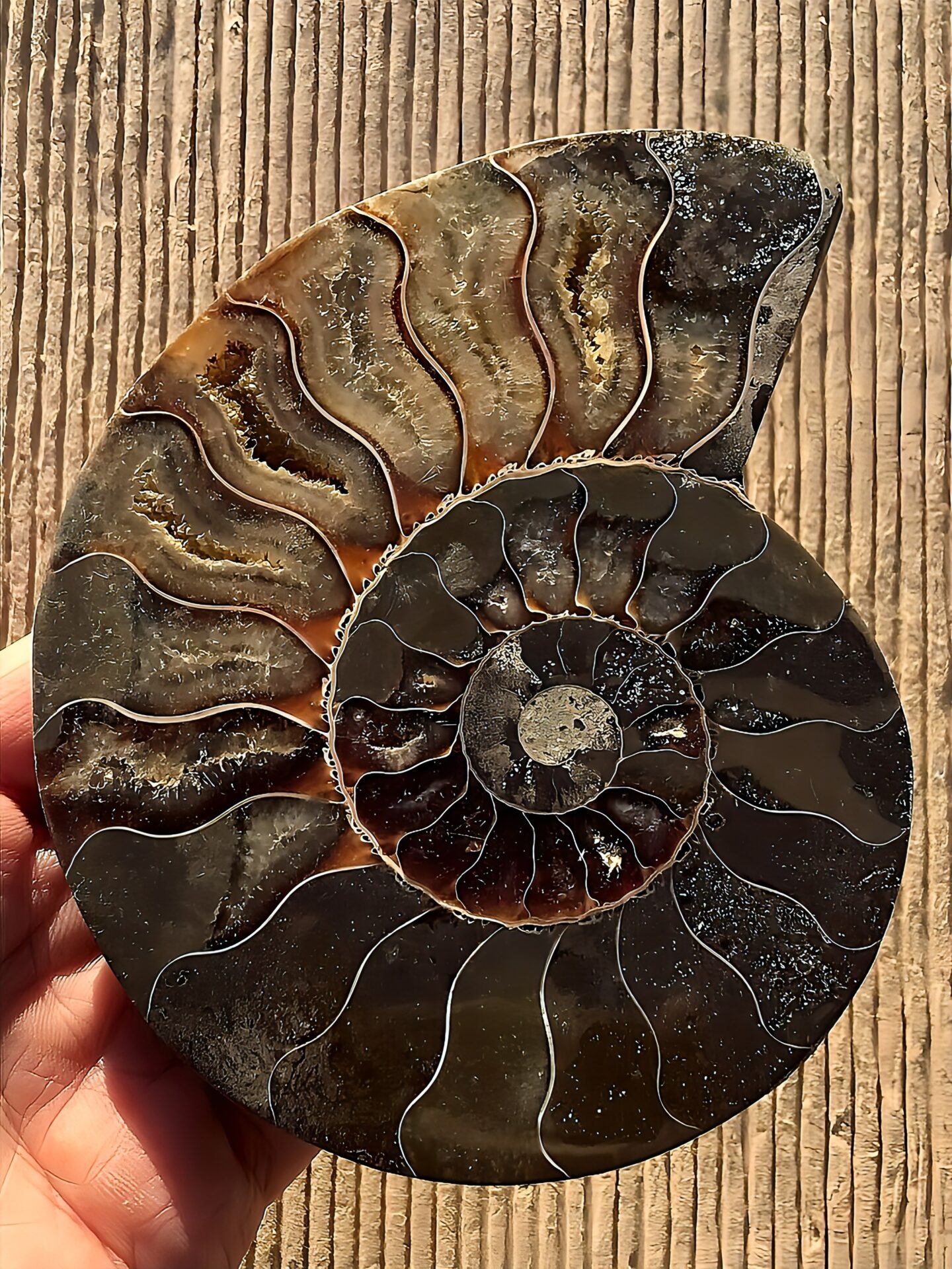 マダガスカル産 アンモナイト化石(クリオニセラス)裁断 スライス 中サイズ個体 カルサイト化 - 画像 (10)