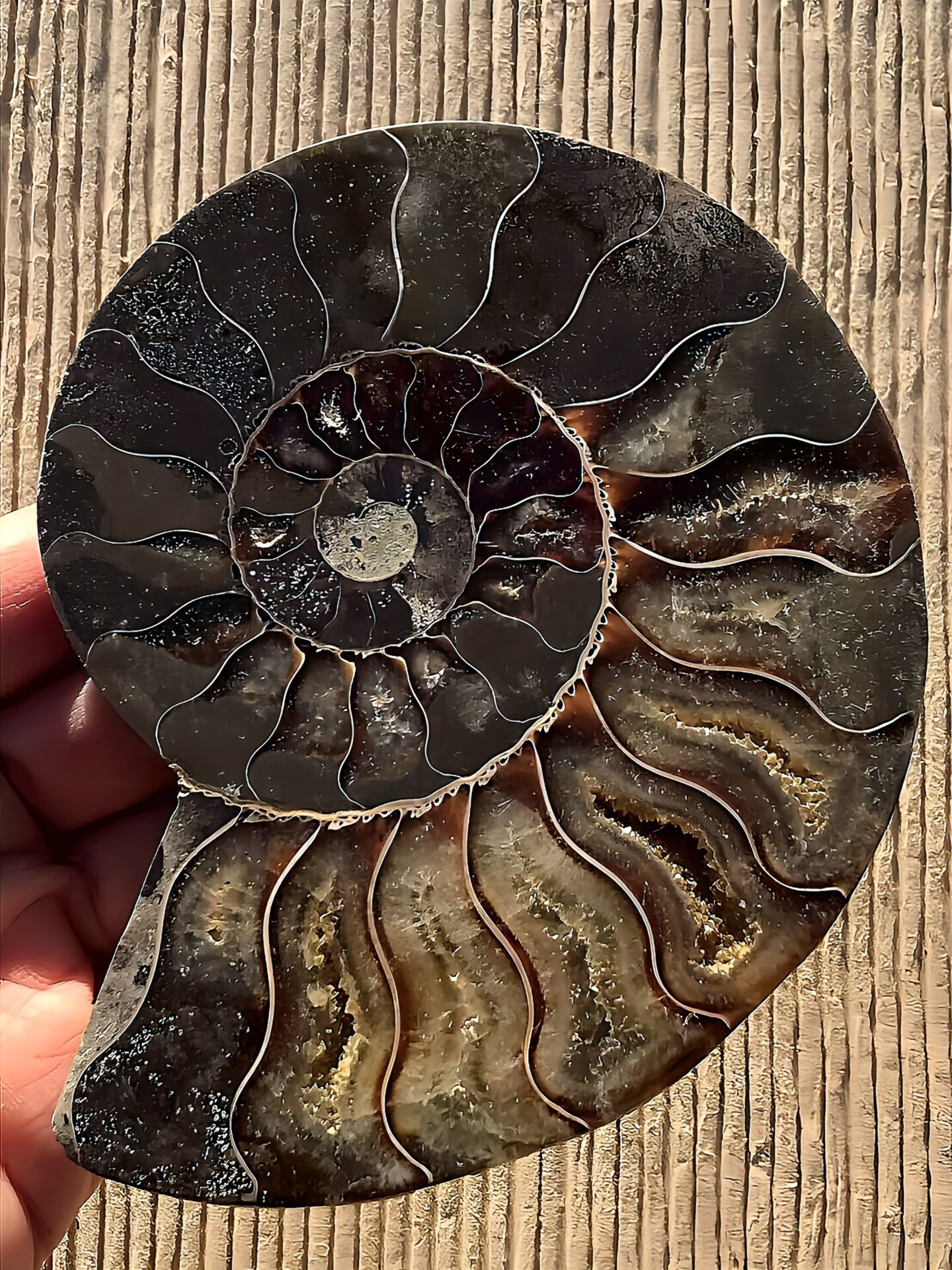 マダガスカル産 アンモナイト化石(クリオニセラス)裁断 スライス 中サイズ個体 カルサイト化 - 画像 (11)