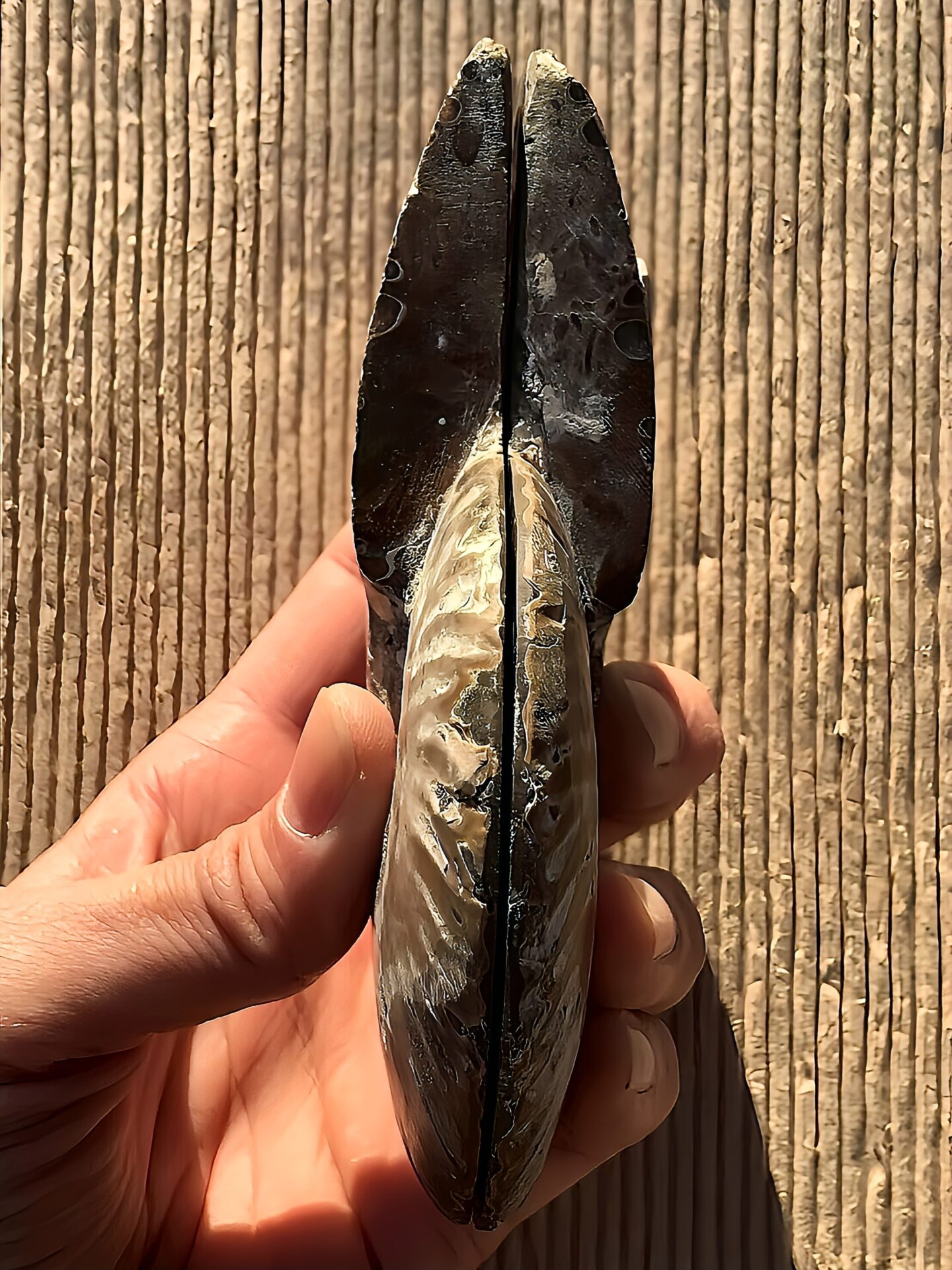 マダガスカル産 アンモナイト化石(クリオニセラス)裁断 スライス 中サイズ個体 カルサイト化 - 画像 (2)