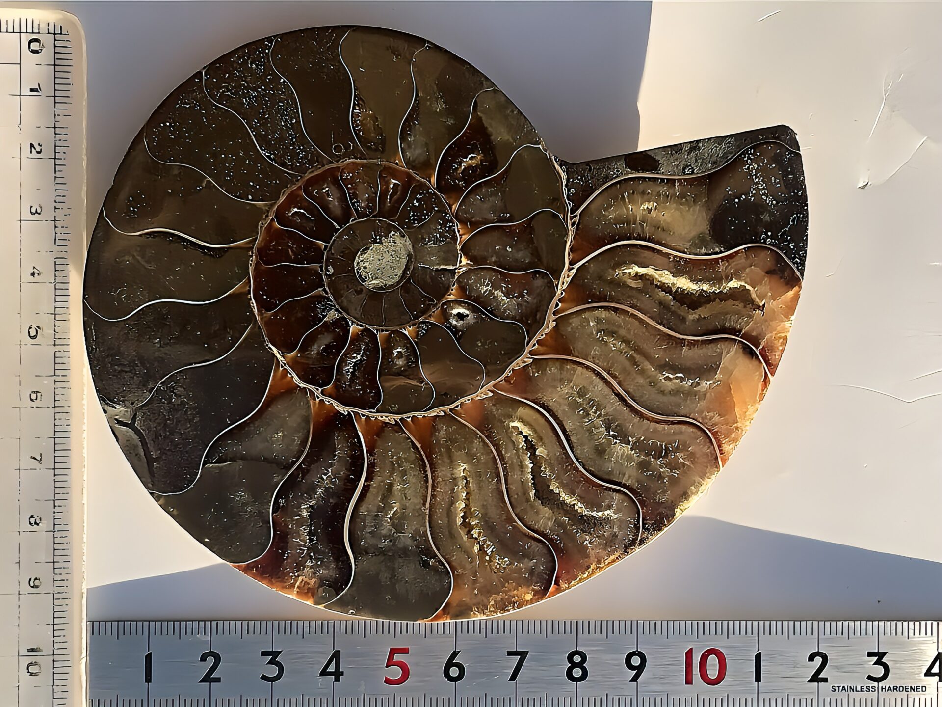 マダガスカル産 アンモナイト化石(クリオニセラス)裁断 スライス 中サイズ個体 カルサイト化 - 画像 (4)