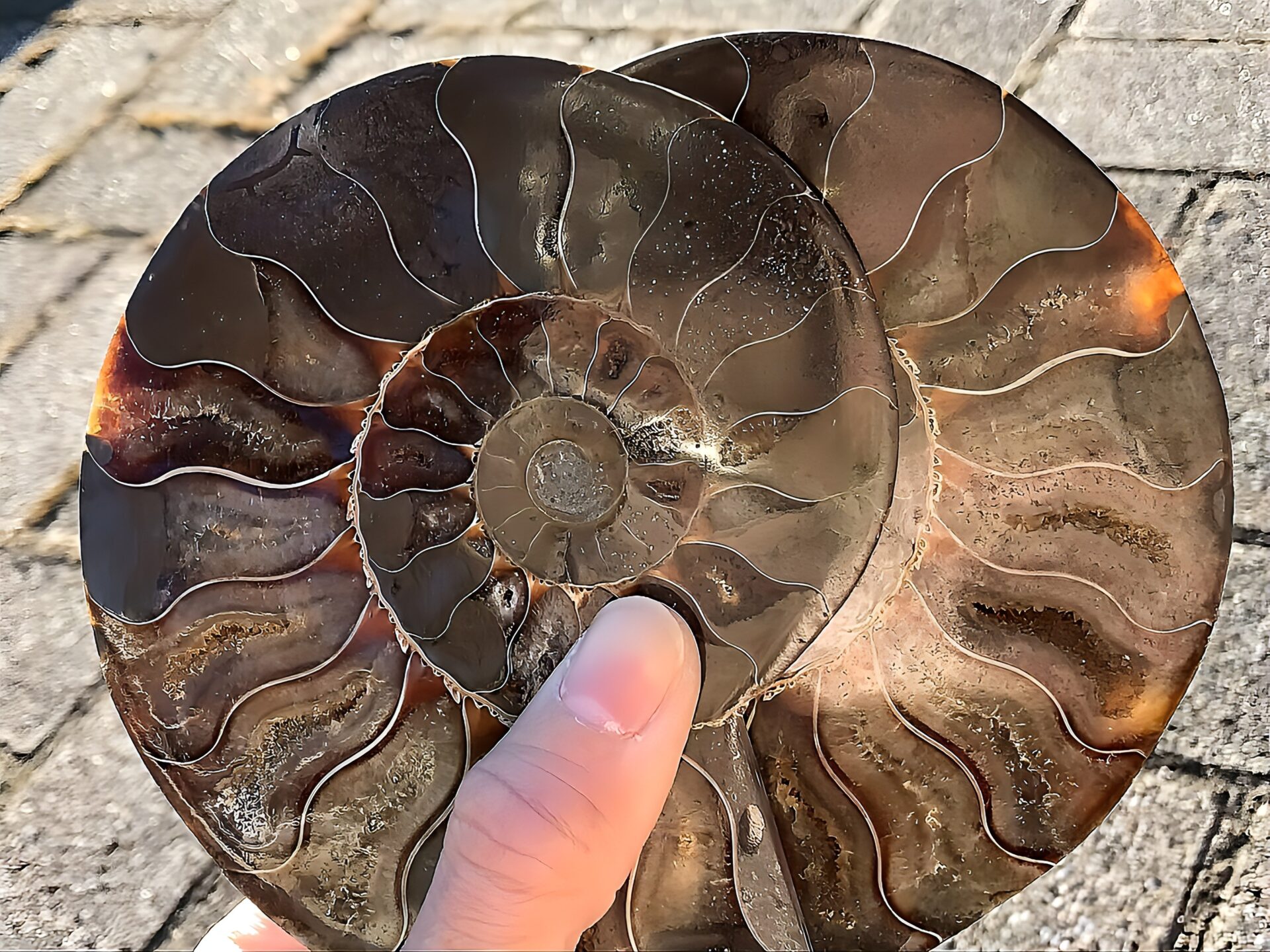 マダガスカル産 アンモナイト化石(クリオニセラス)裁断 スライス 中サイズ個体 カルサイト化 - 画像 (5)