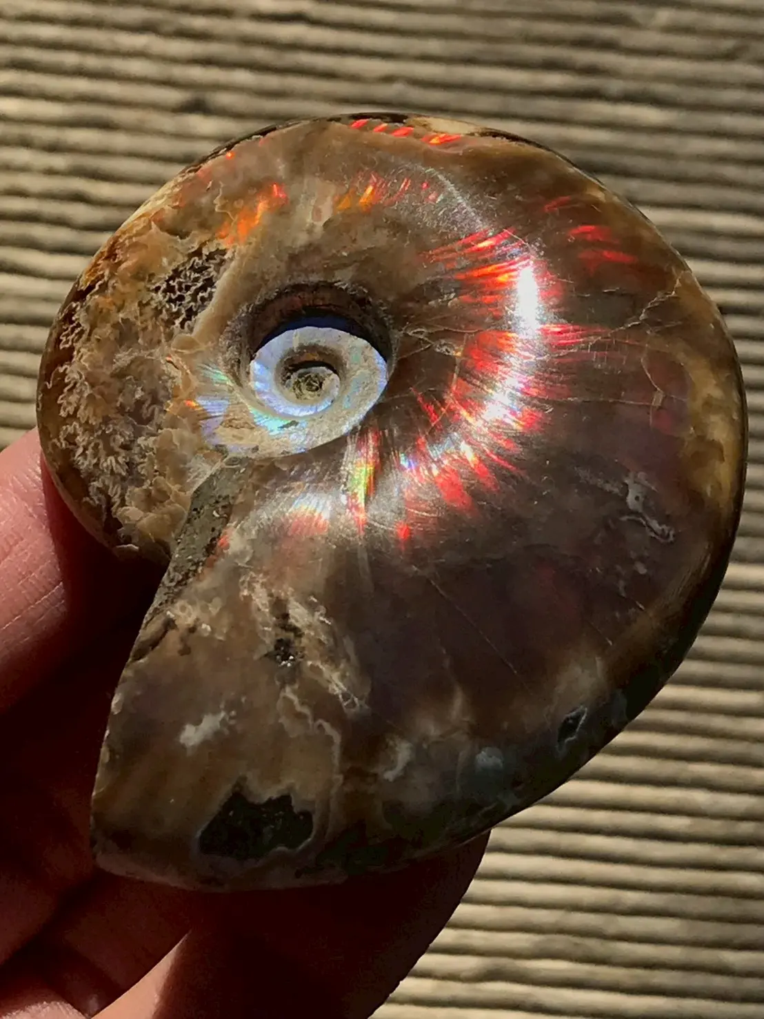 マダガスカル産 アンモナイト化石結晶化（クリオニセラス） スライス