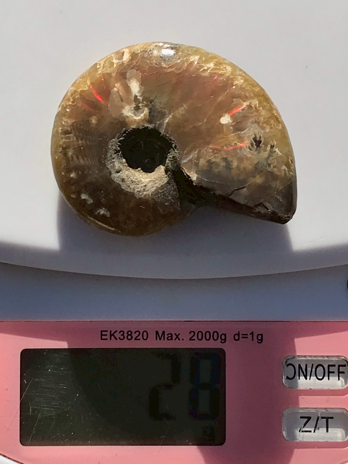 マダガスカル産 アンモナイト化石赤(クレオニセラス)小サイズ - 画像 (11)