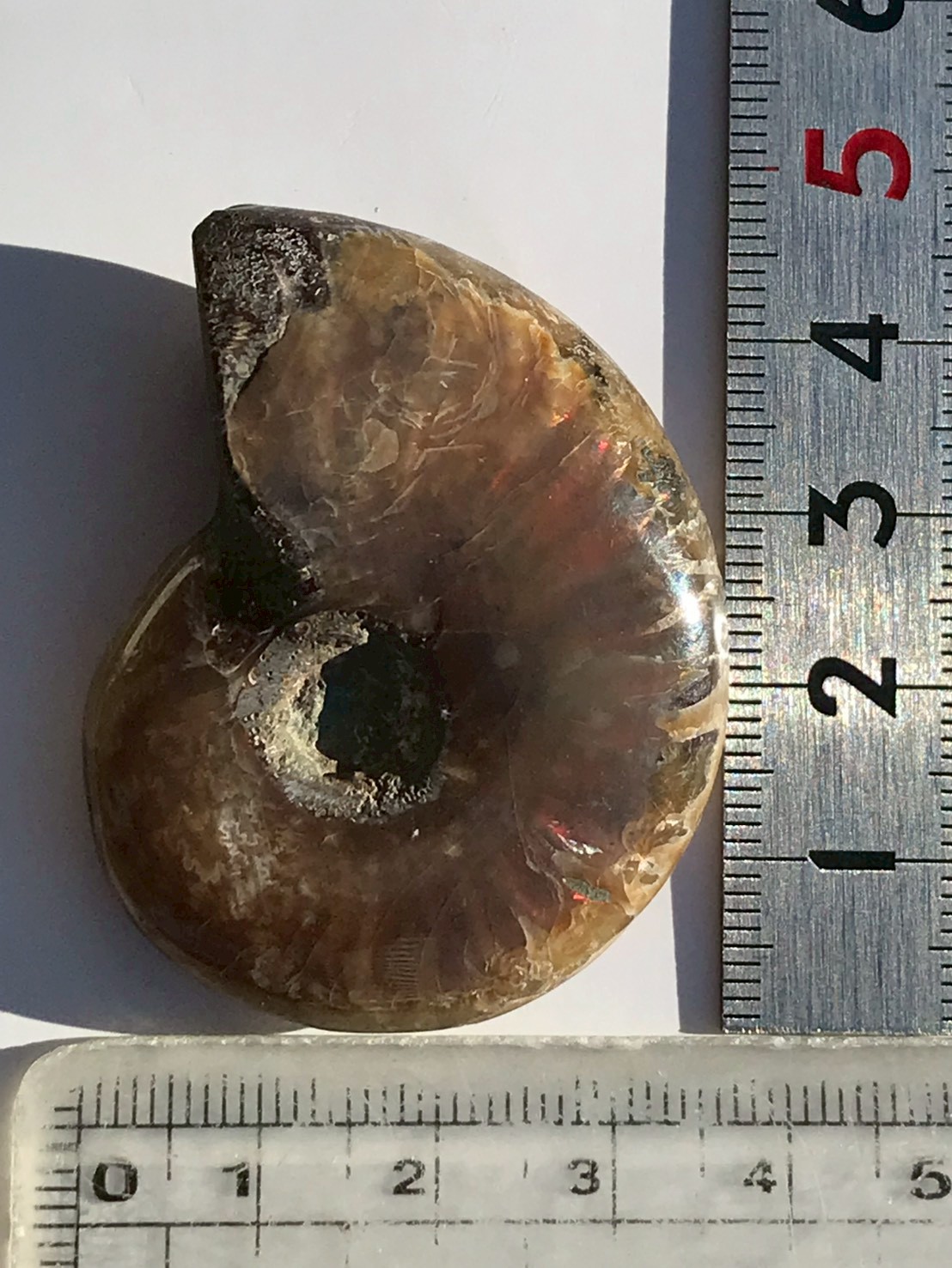 マダガスカル産 アンモナイト化石赤(クレオニセラス)小サイズ - 画像 (10)