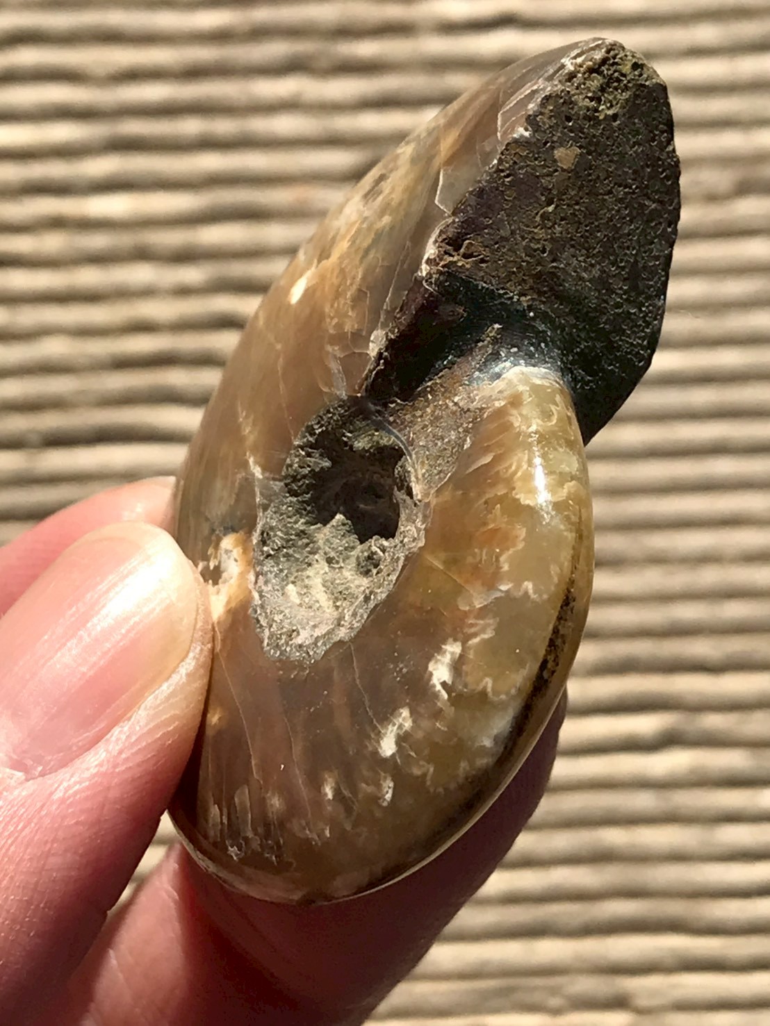 マダガスカル産 アンモナイト化石赤(クレオニセラス)小サイズ - 画像 (9)