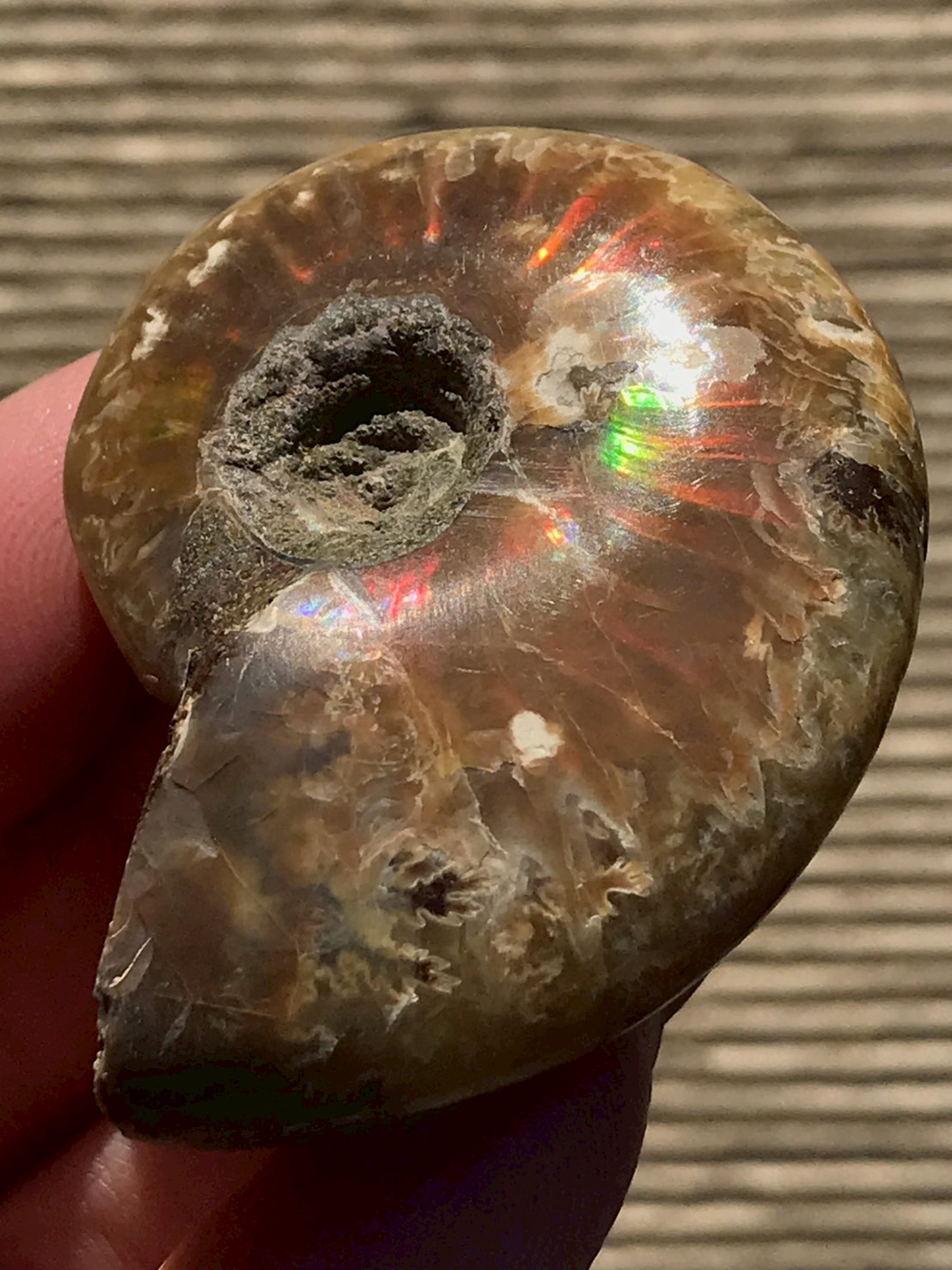 マダガスカル産 アンモナイト化石赤(クレオニセラス)小サイズ - 画像 (8)