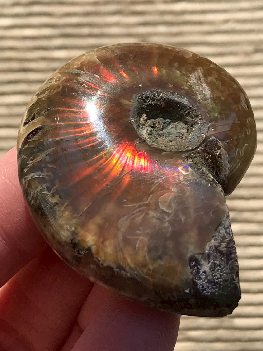 マダガスカル産 アンモナイト化石赤(クレオニセラス)小サイズ - 画像 (5)