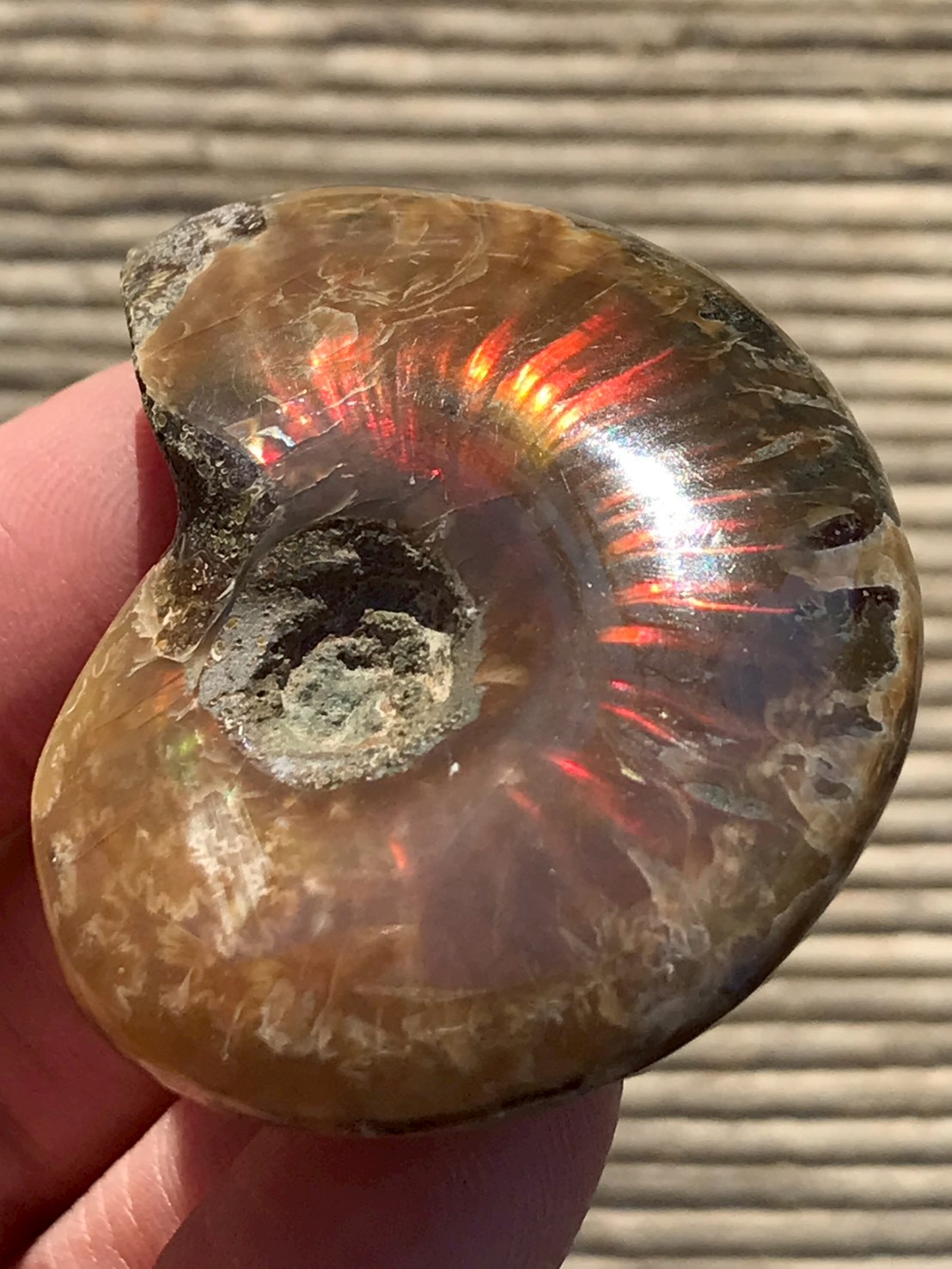 マダガスカル産 アンモナイト化石赤(クレオニセラス)小サイズ - 画像 (6)