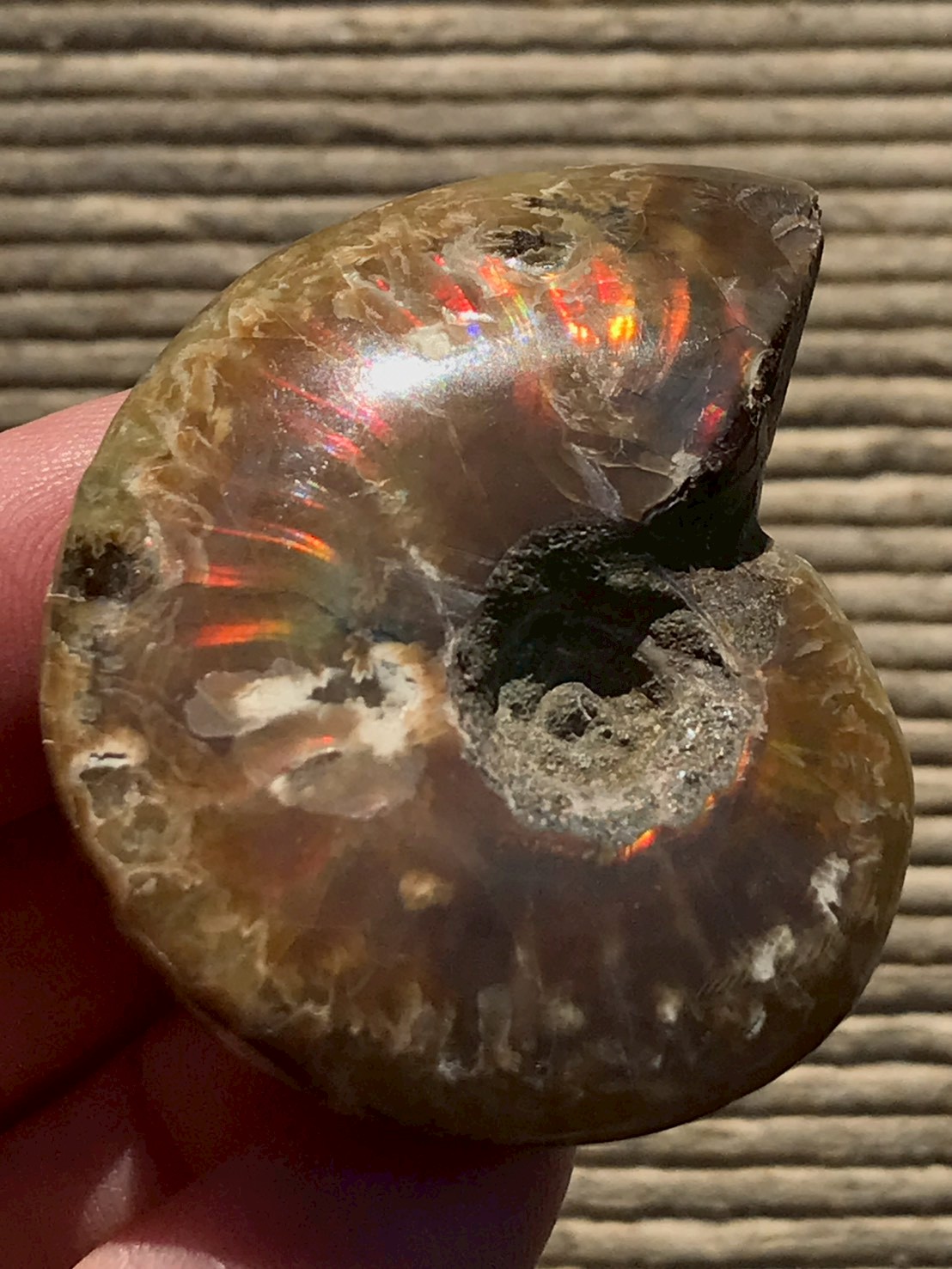 マダガスカル産 アンモナイト化石赤(クレオニセラス)小サイズ - 画像 (7)